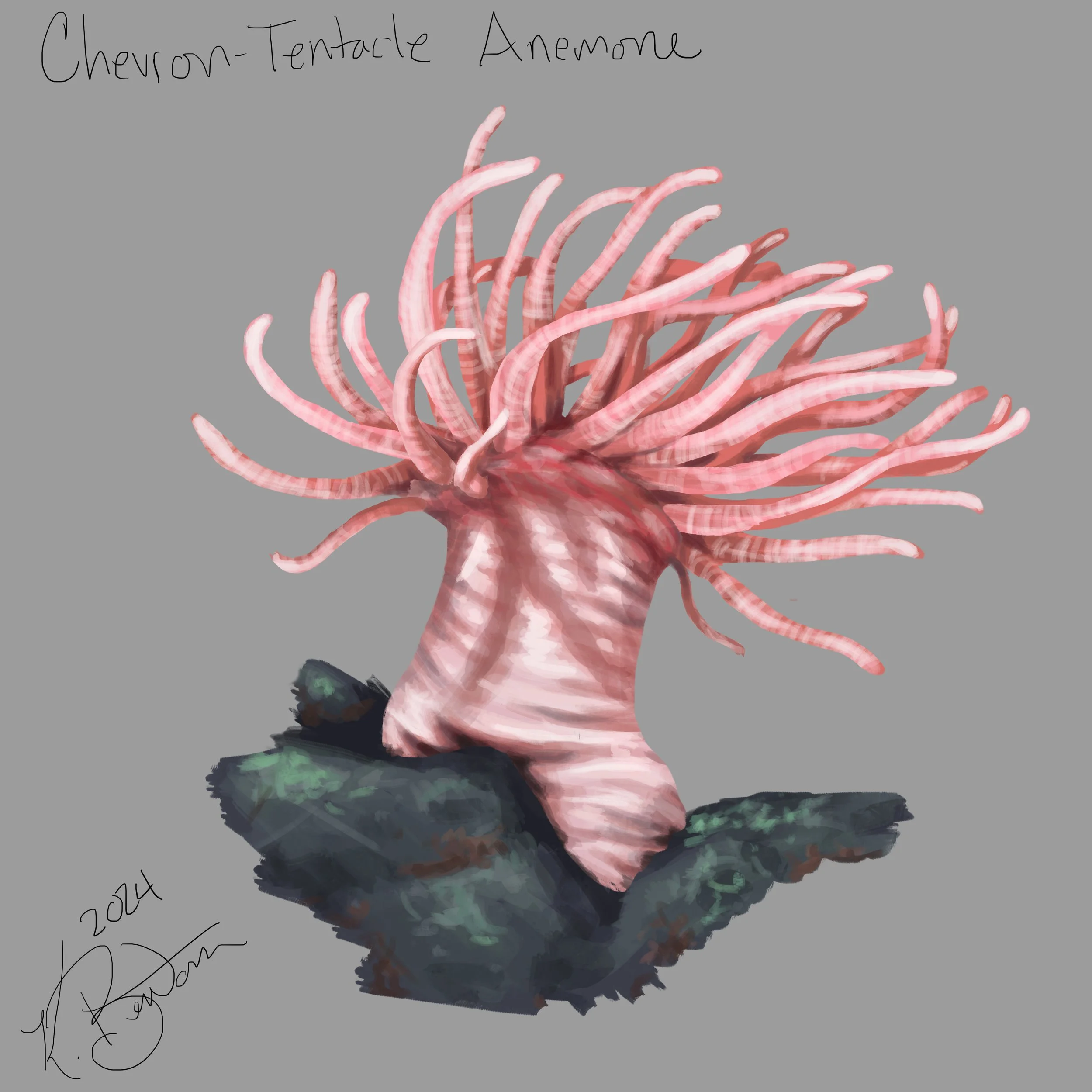Cheveron-Tentacle Anemone ID Art.jpg