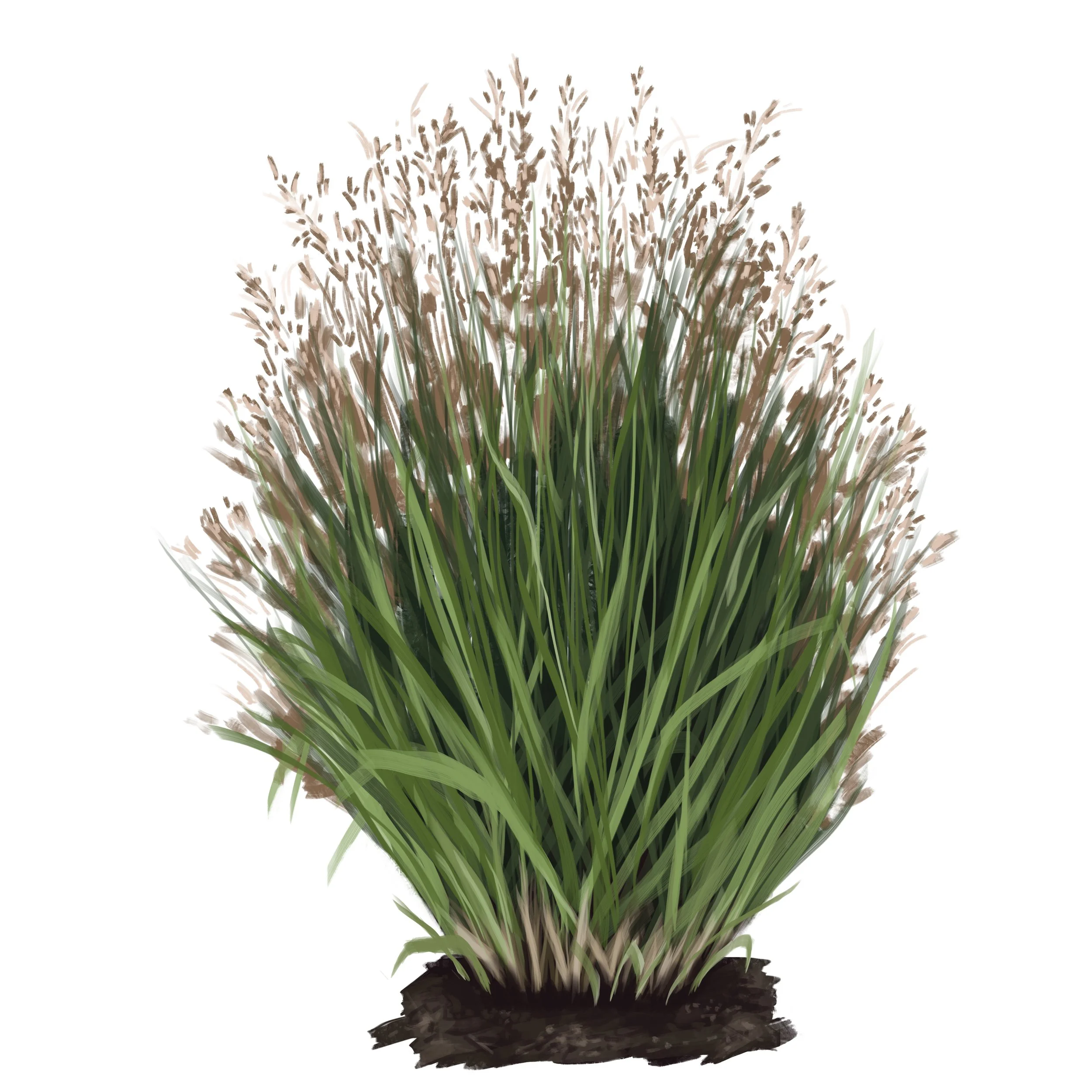 Switchgrass Plant IDjpg.jpg