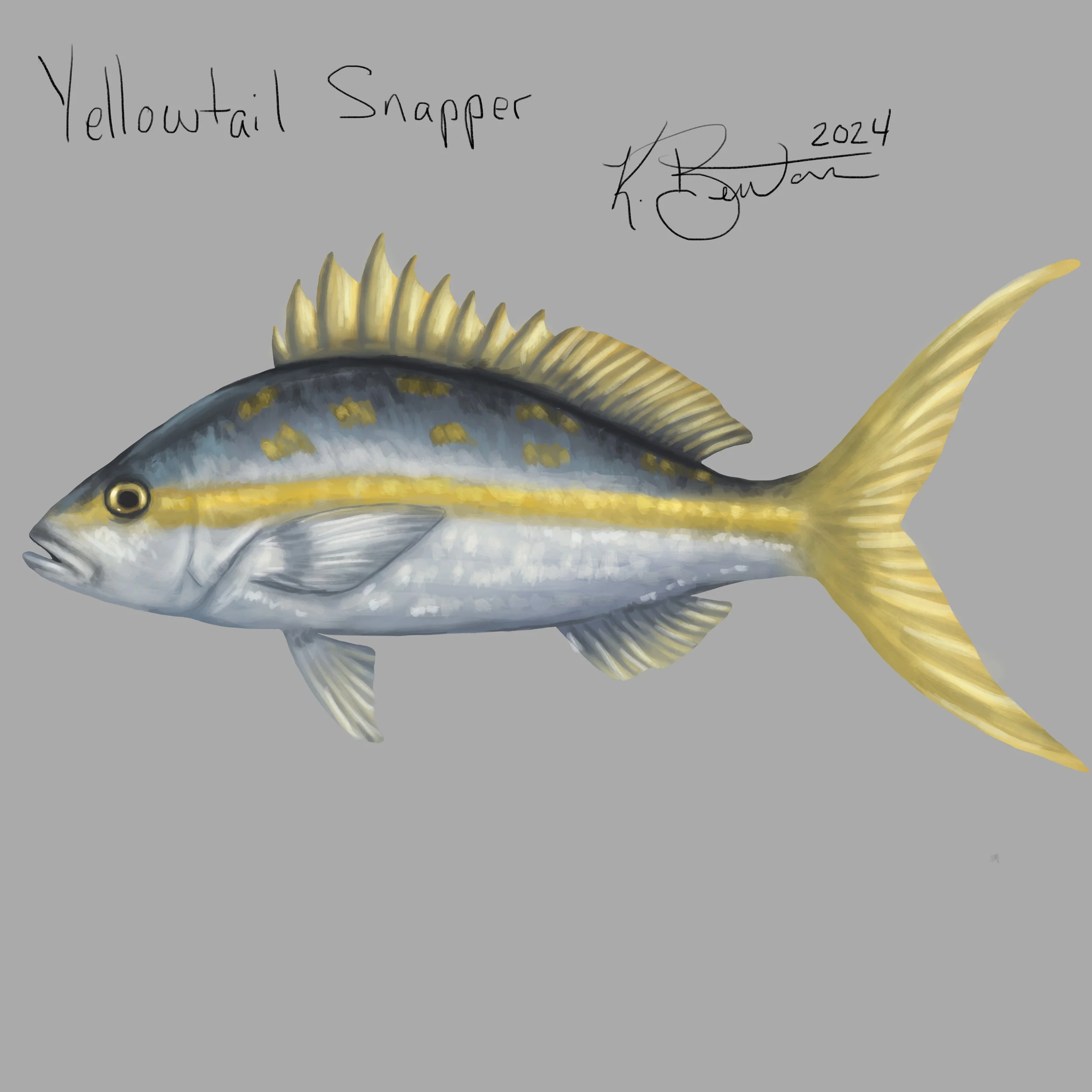 Yellowtail Snapper ID Art.jpg
