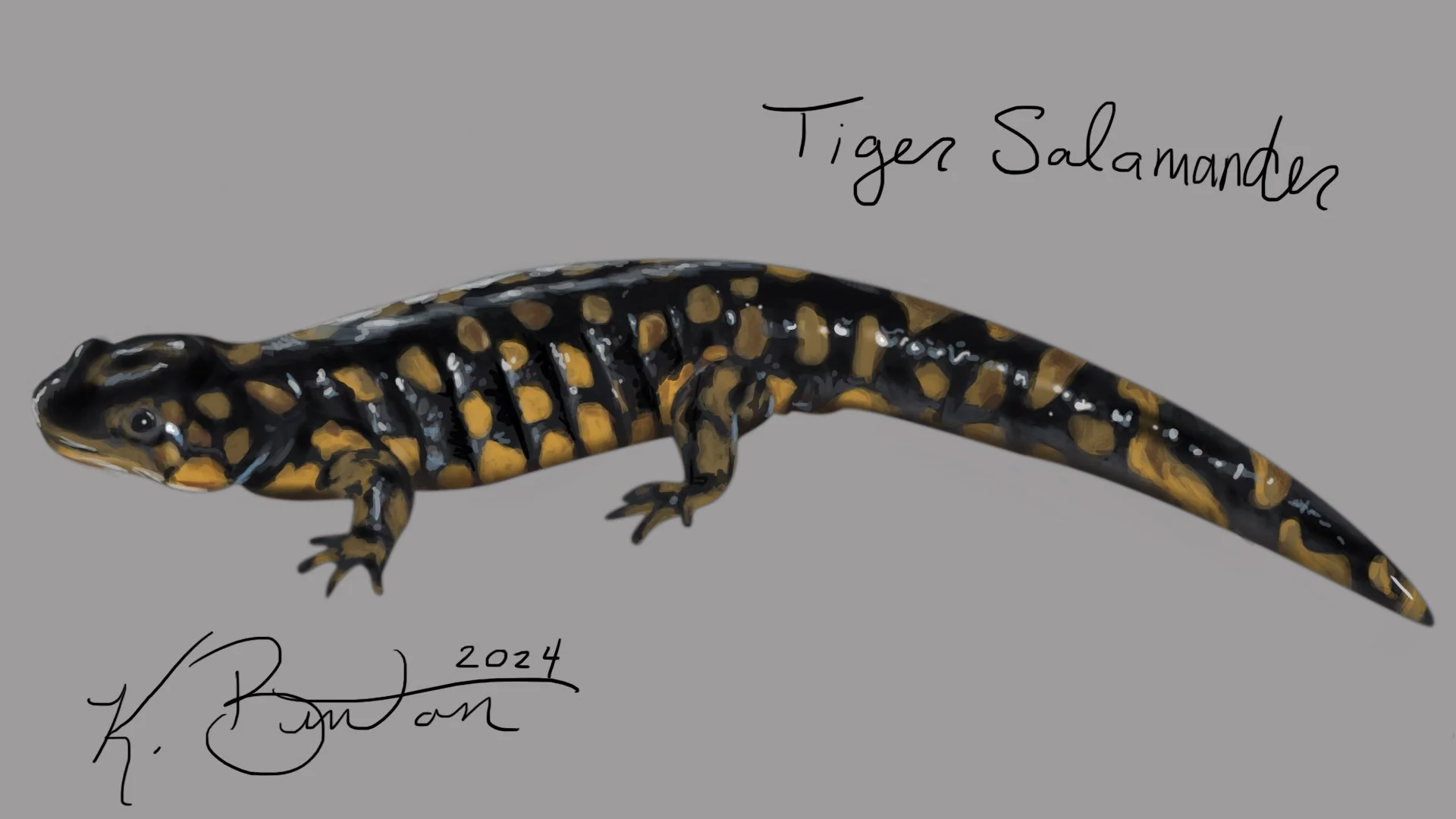 Tiger Salamander ID Art.jpg