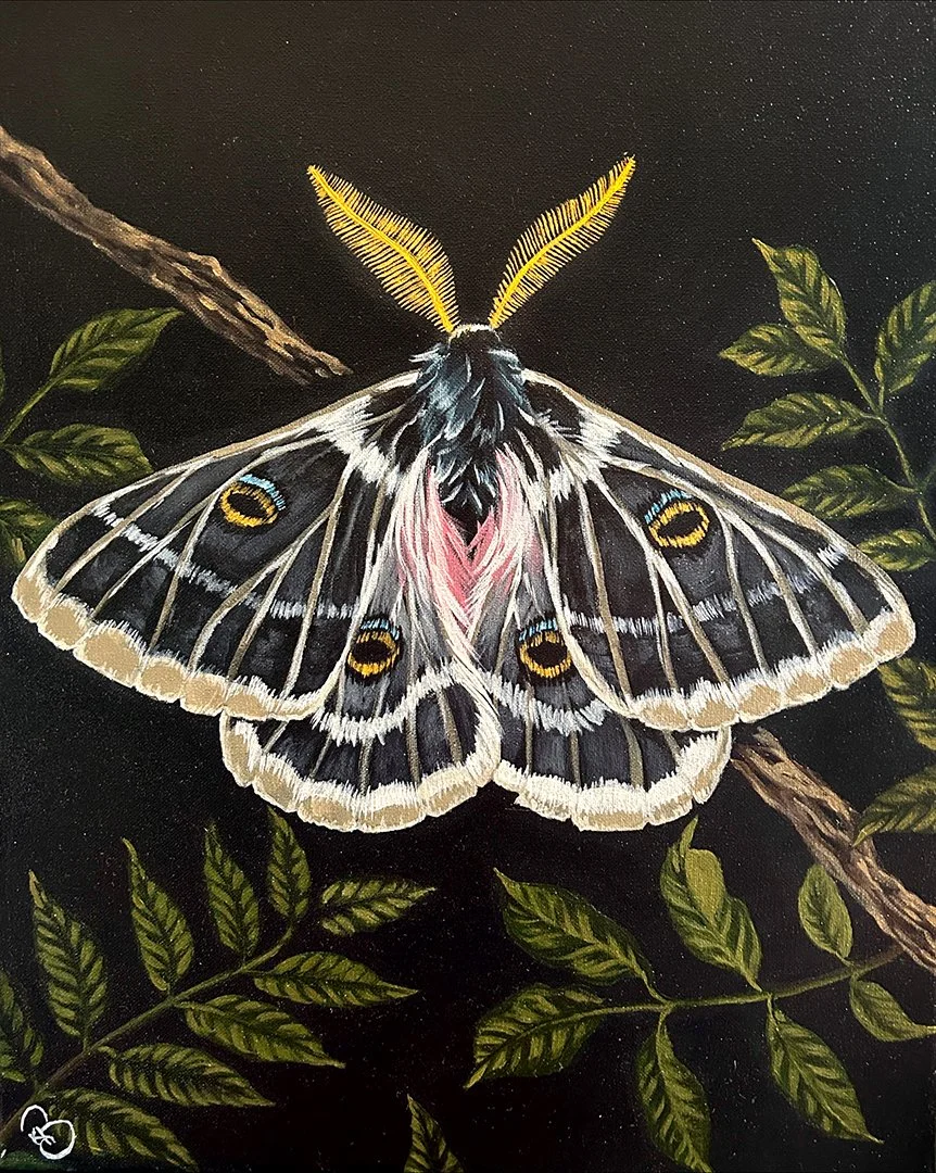 Coloradia Doris Painting_sm.jpg