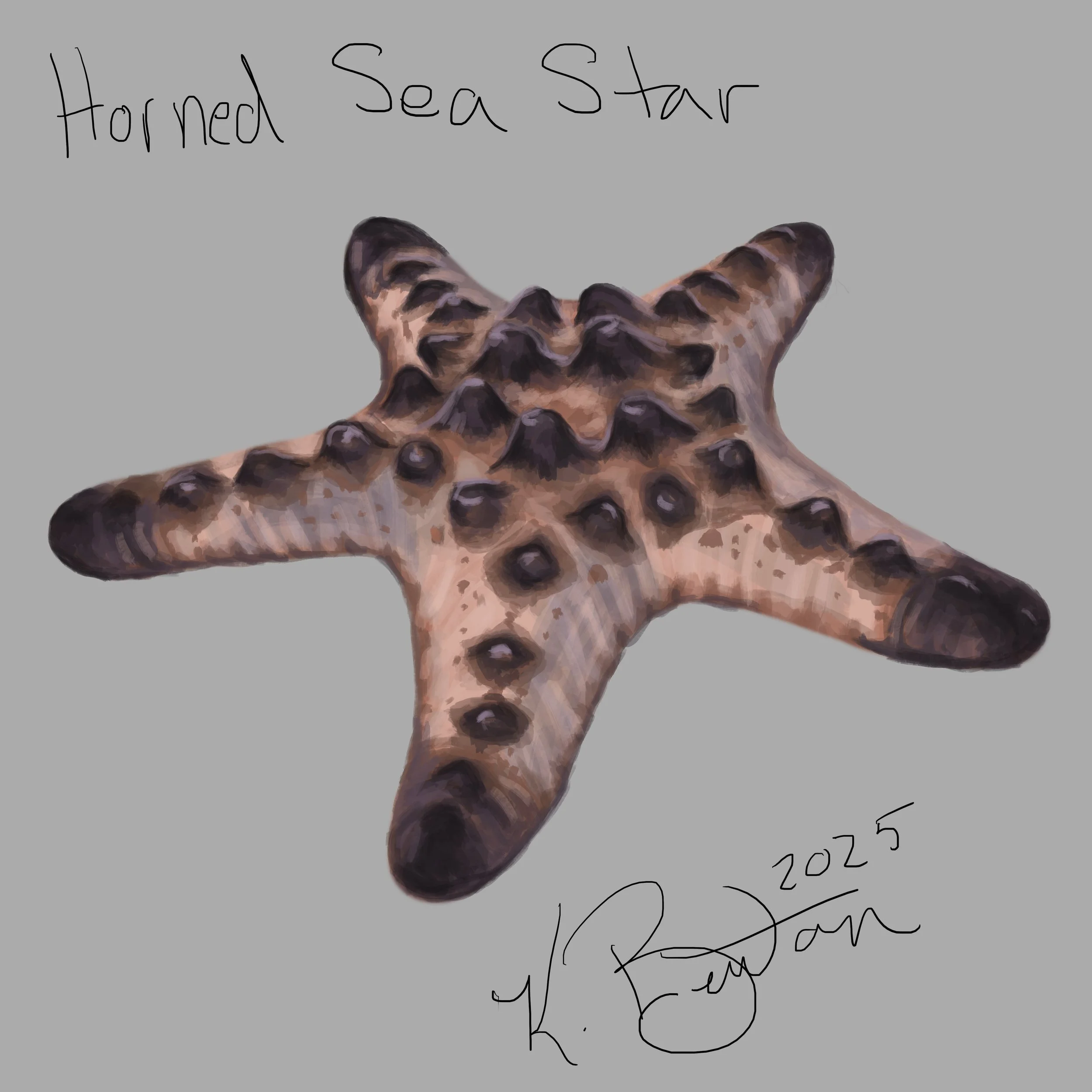 Horned Sea Star ID Art.jpg