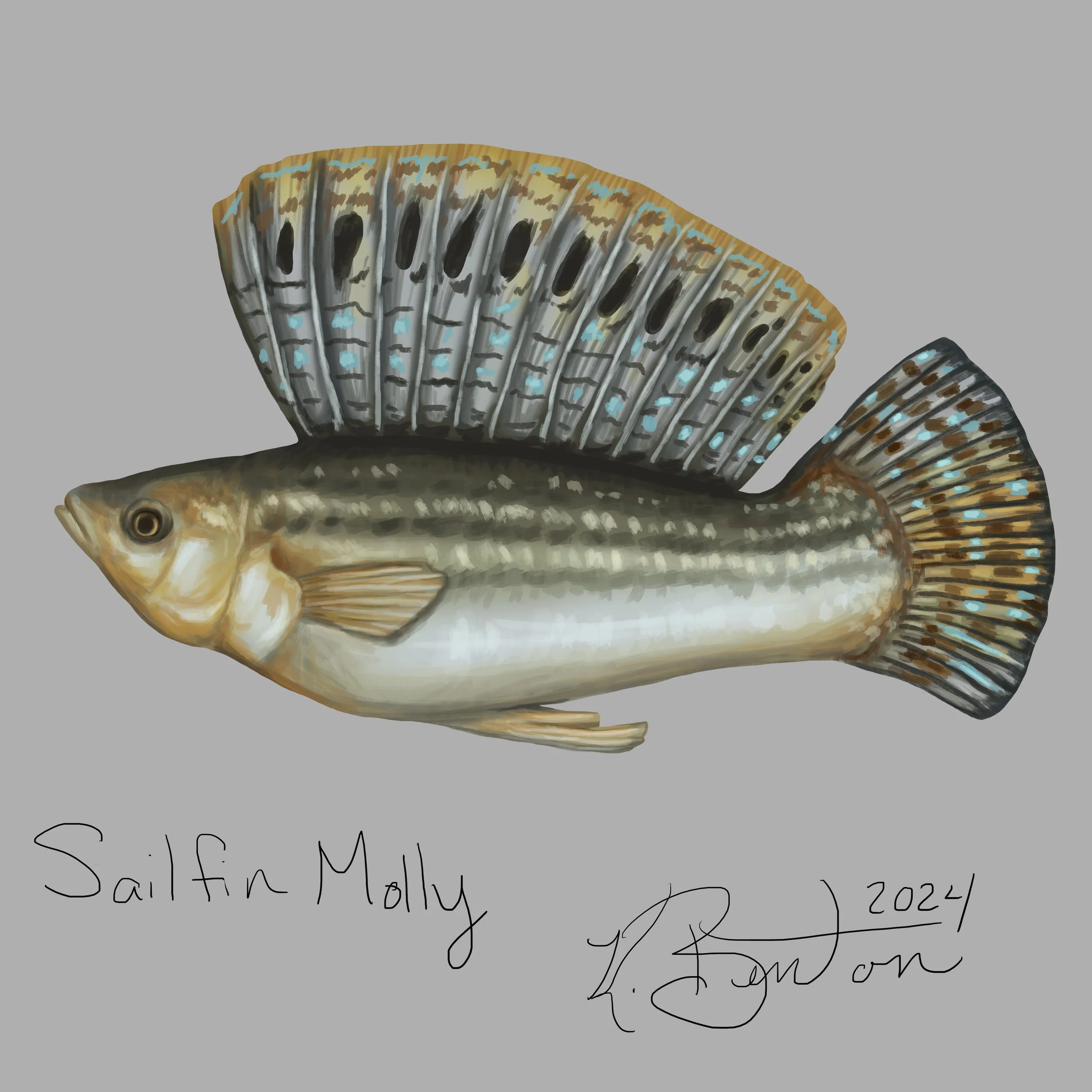 Sailfin Molly ID Art.jpg