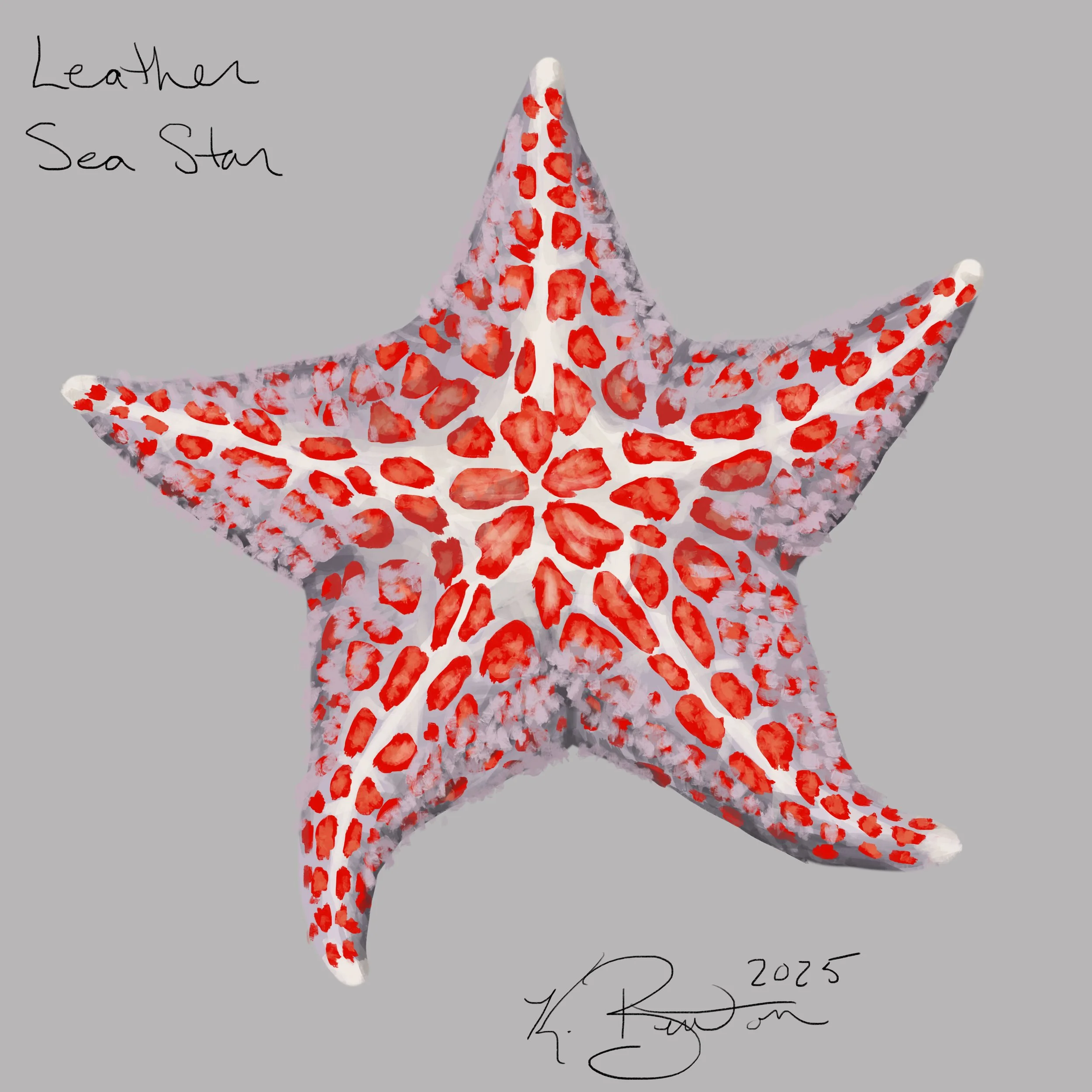Leather Sea Star ID Art.jpg