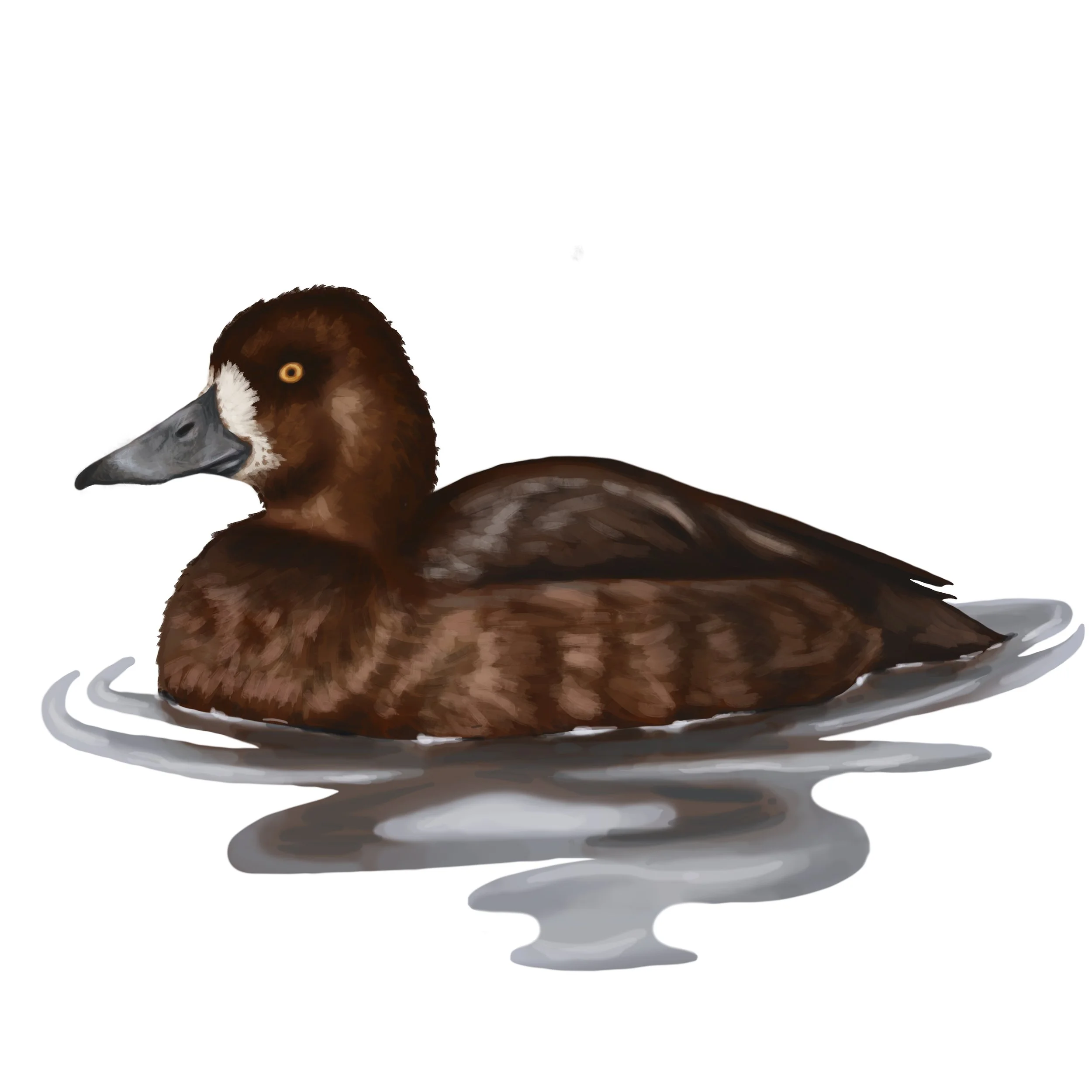 Lesser Scaup_Female ID Art.jpg