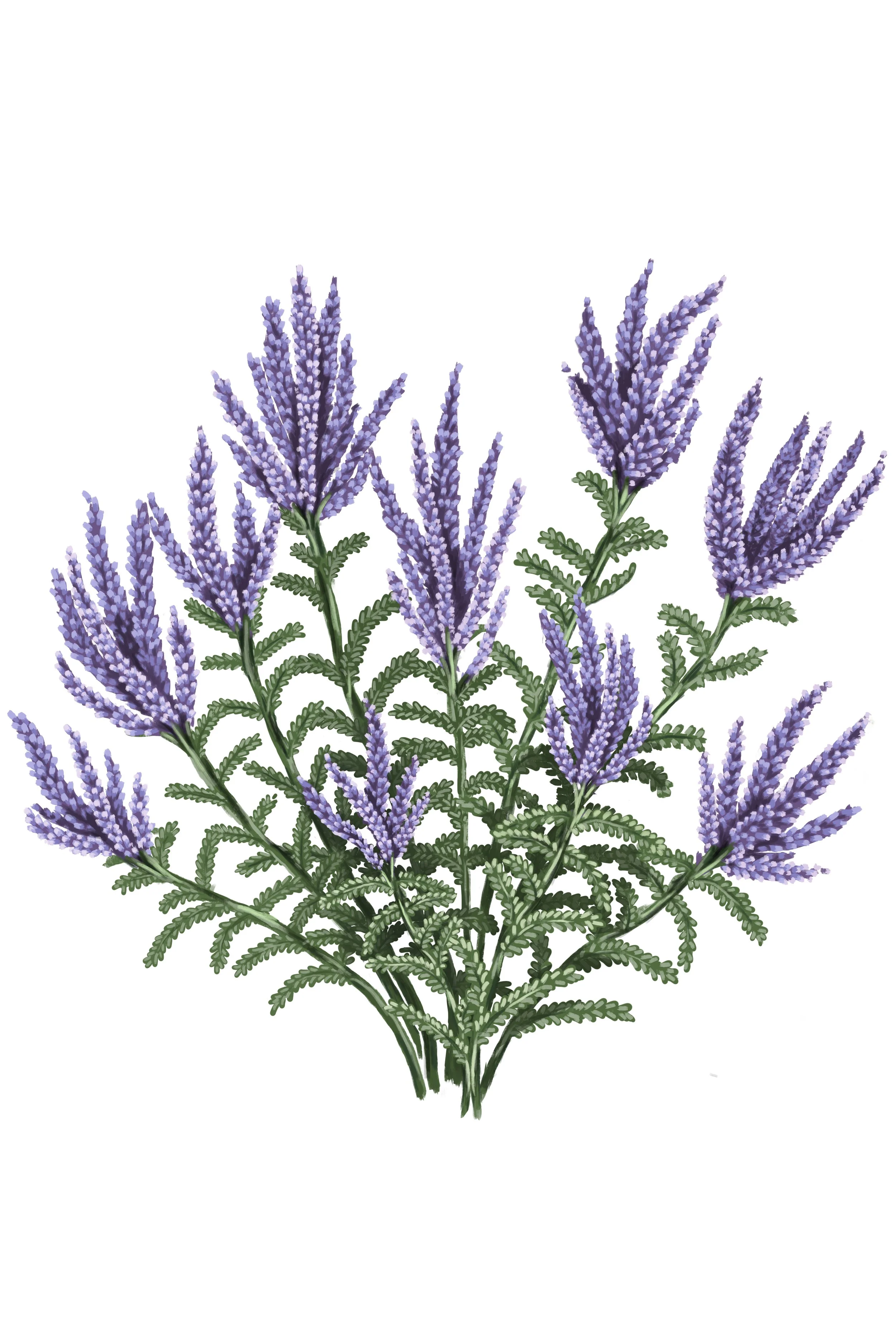 Lead Plant_white BG.jpg