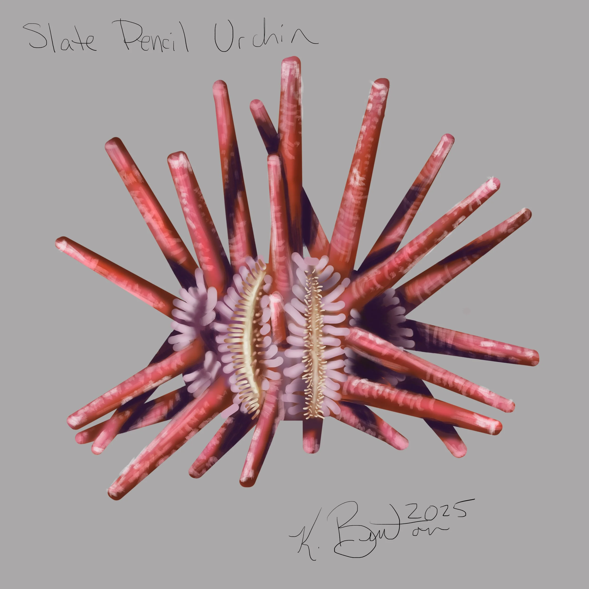 Slate Pencil Urchin ID Art.jpg