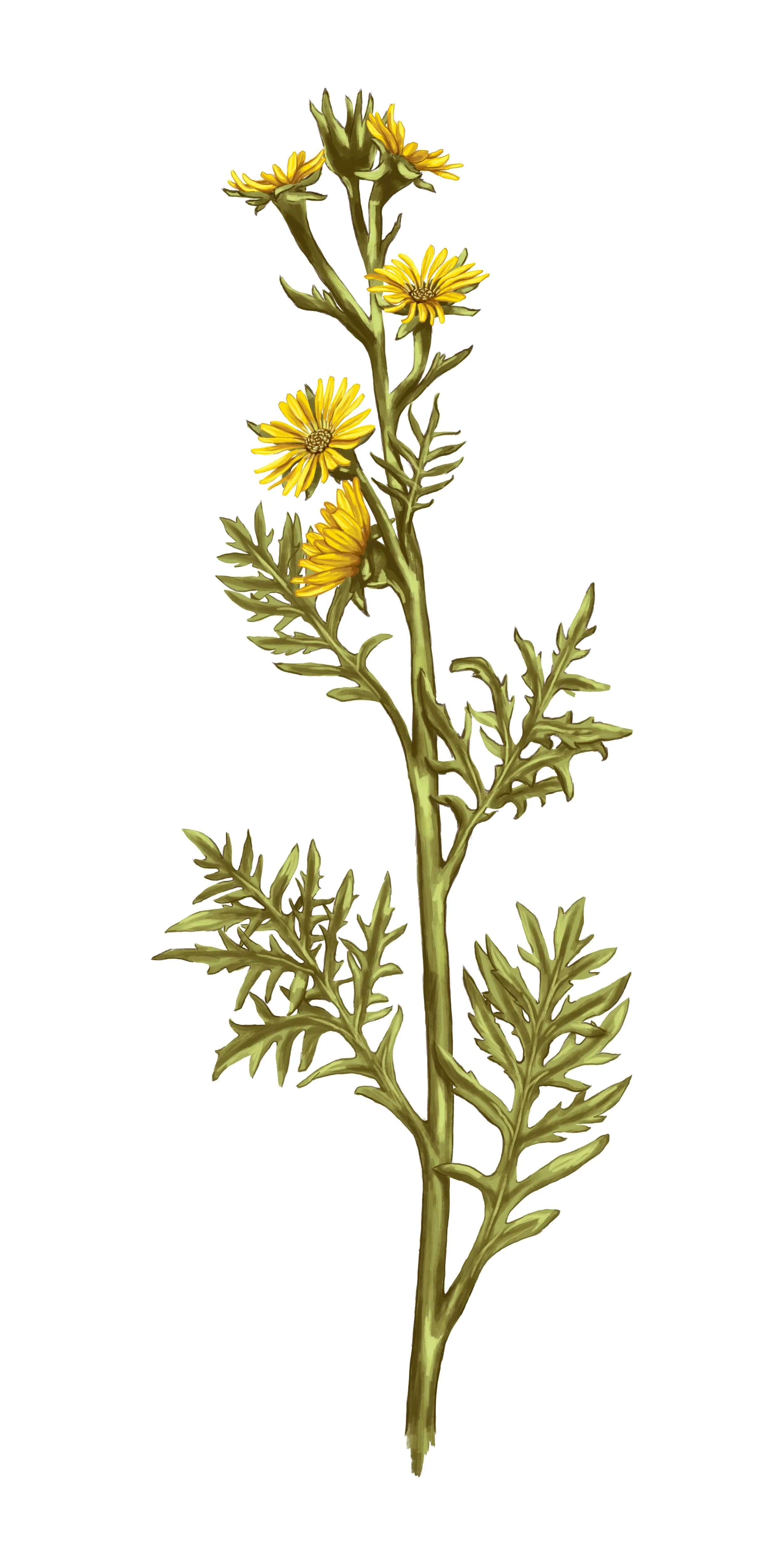 Compass Plant_white BG.jpg