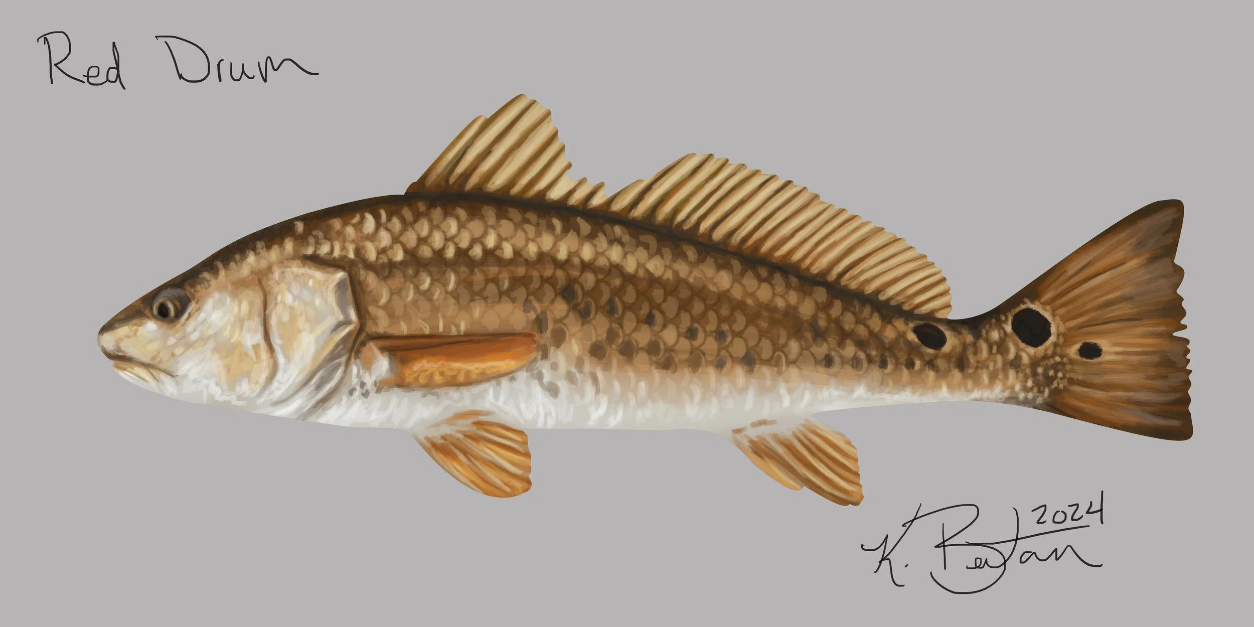 Red Drum ID Art.jpg