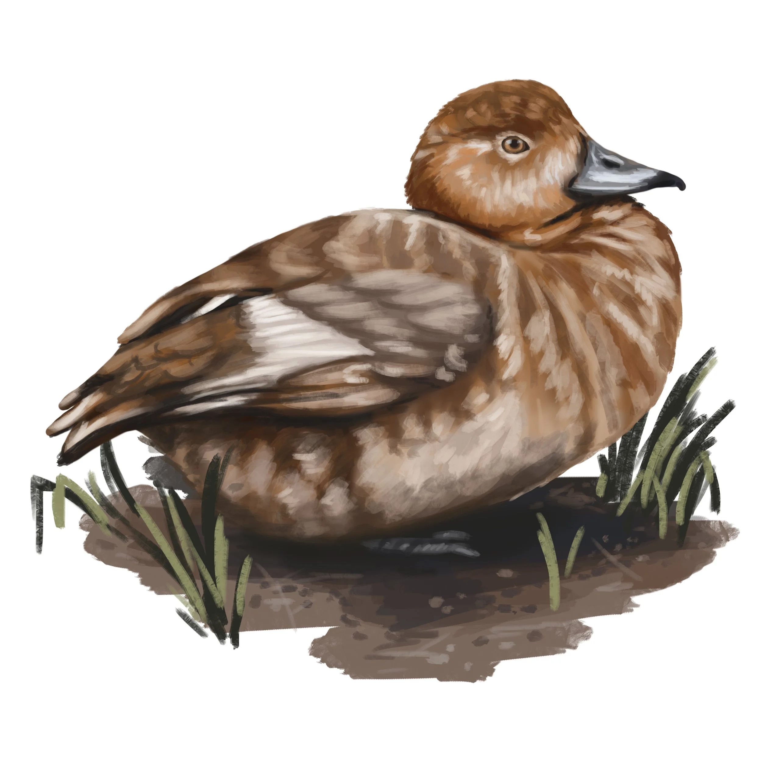 Redhead_Female ID.jpg