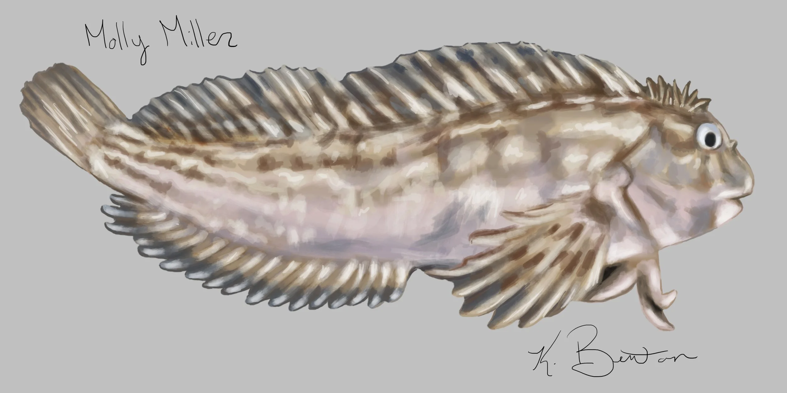 Molly Miller ID Art.jpg