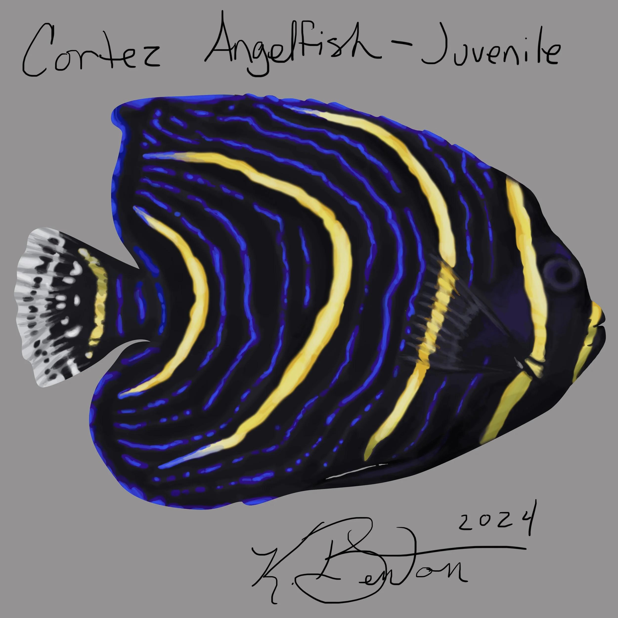 Cortez Angelfish-Juvenile.jpg