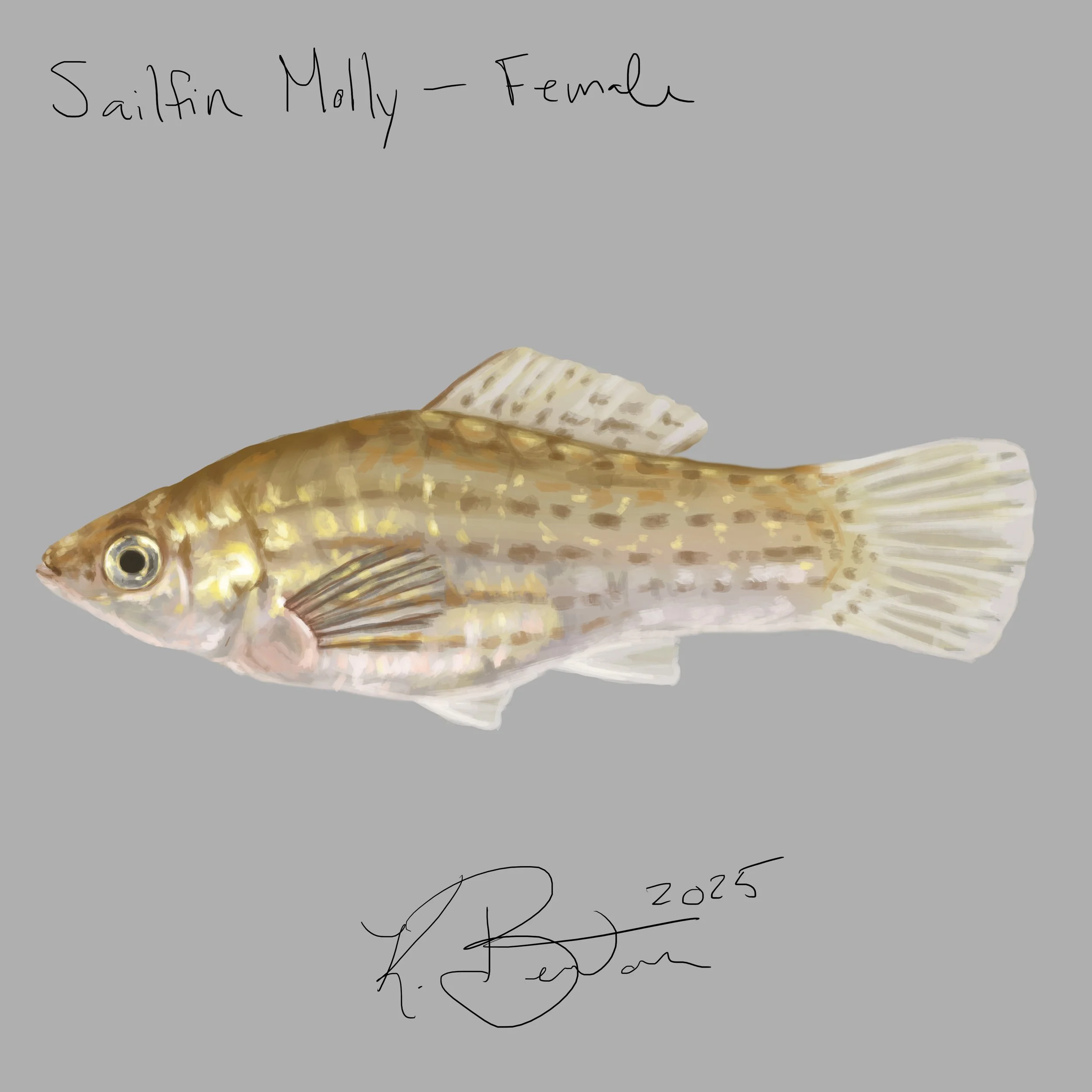 Sailfin Molly_Female ID Art.jpg