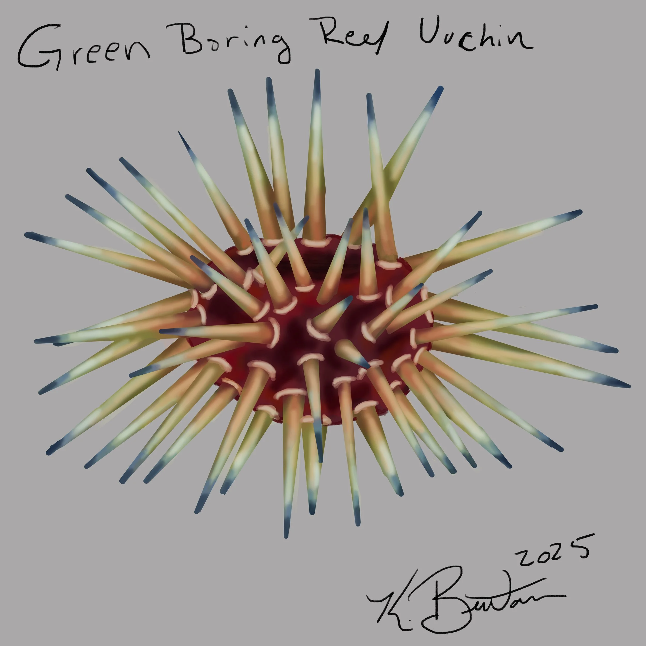 Green Boring Reef Urchin ID Art.jpg