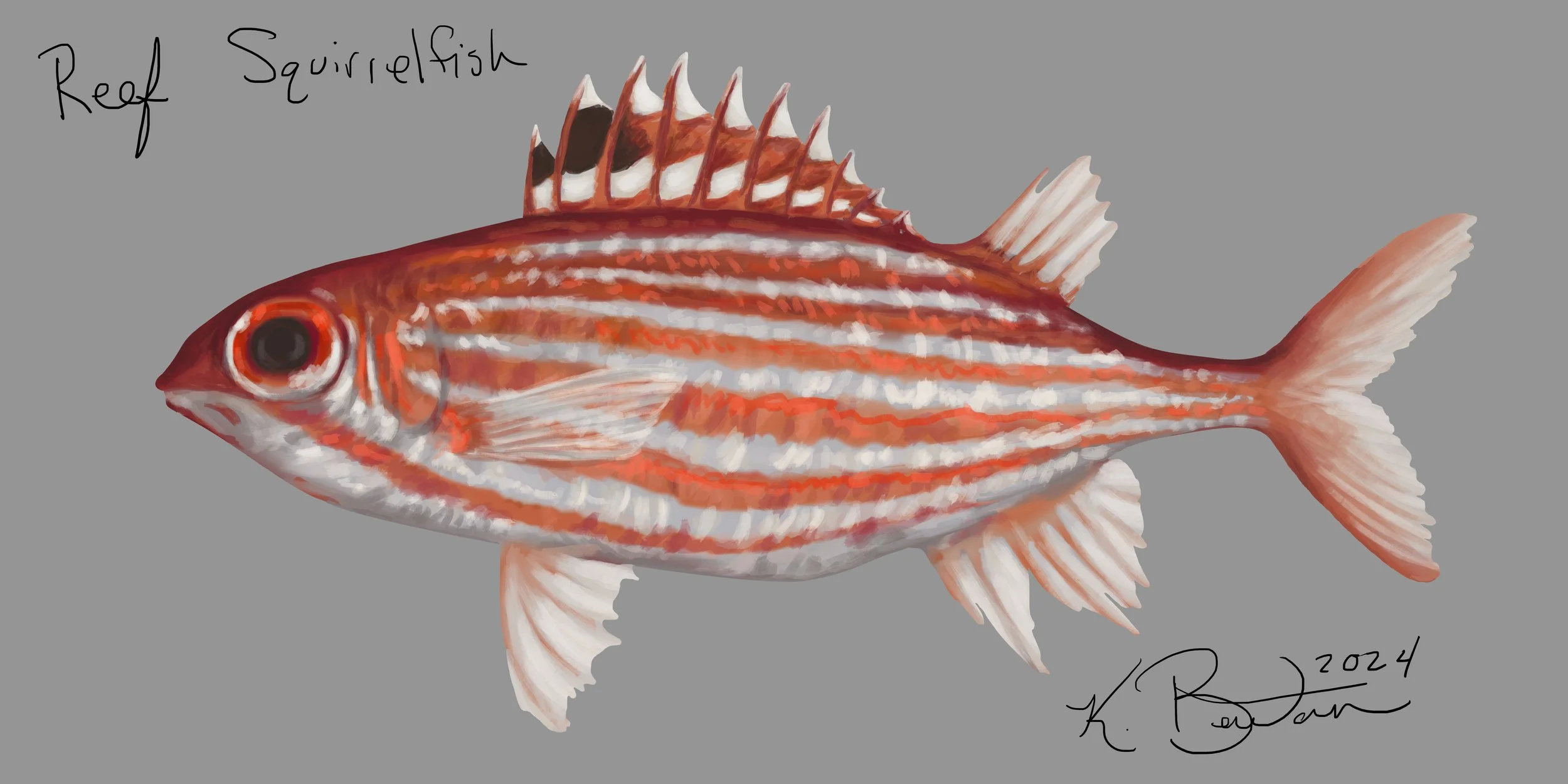 Reef Squirrelfish ID Art.jpg