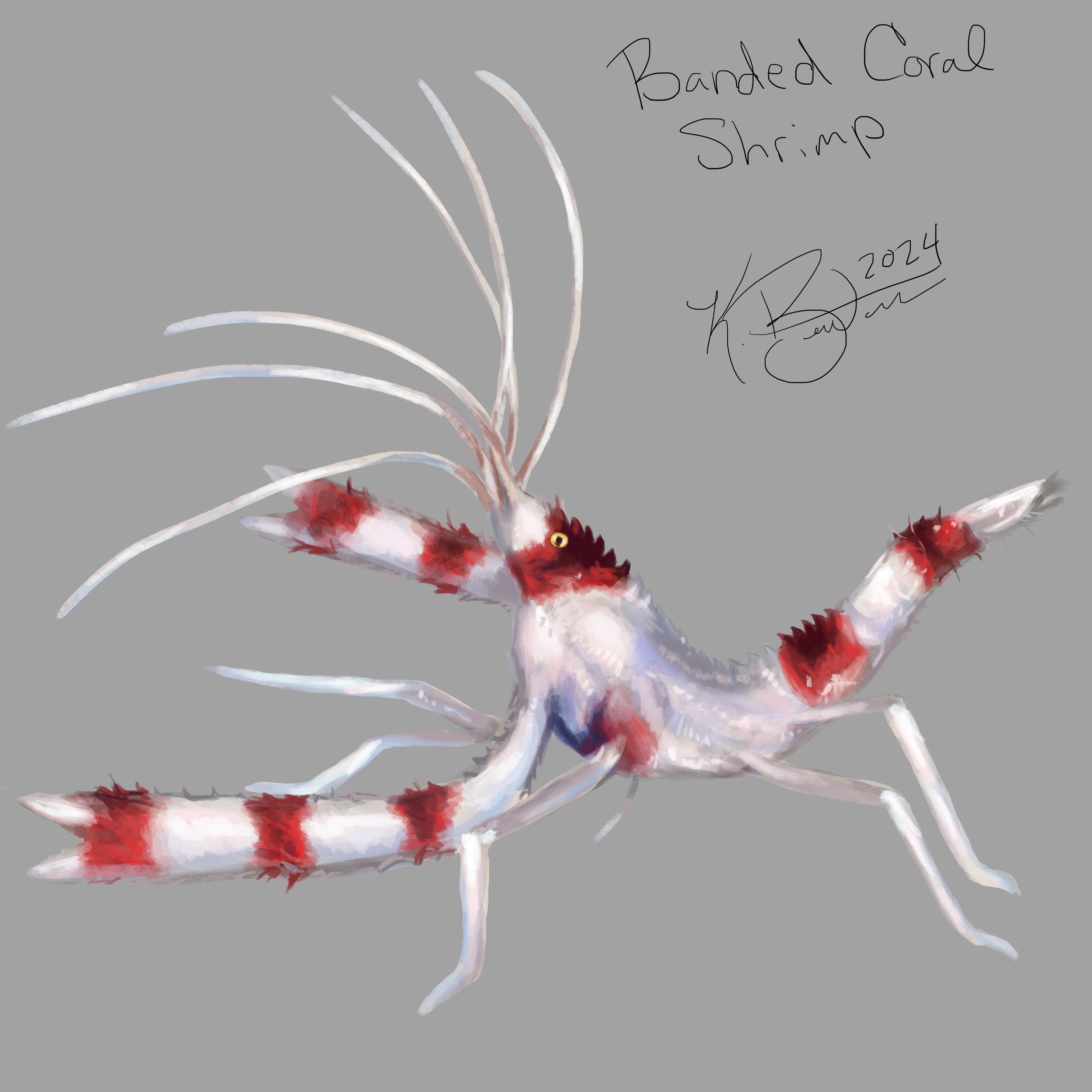 Banded Coral Shrimp ID Art.jpg