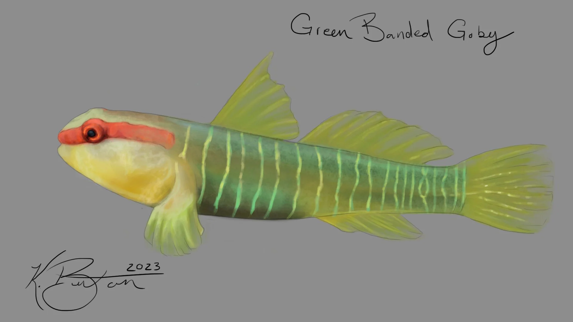 Green Banded Goby Info Art 1.jpg