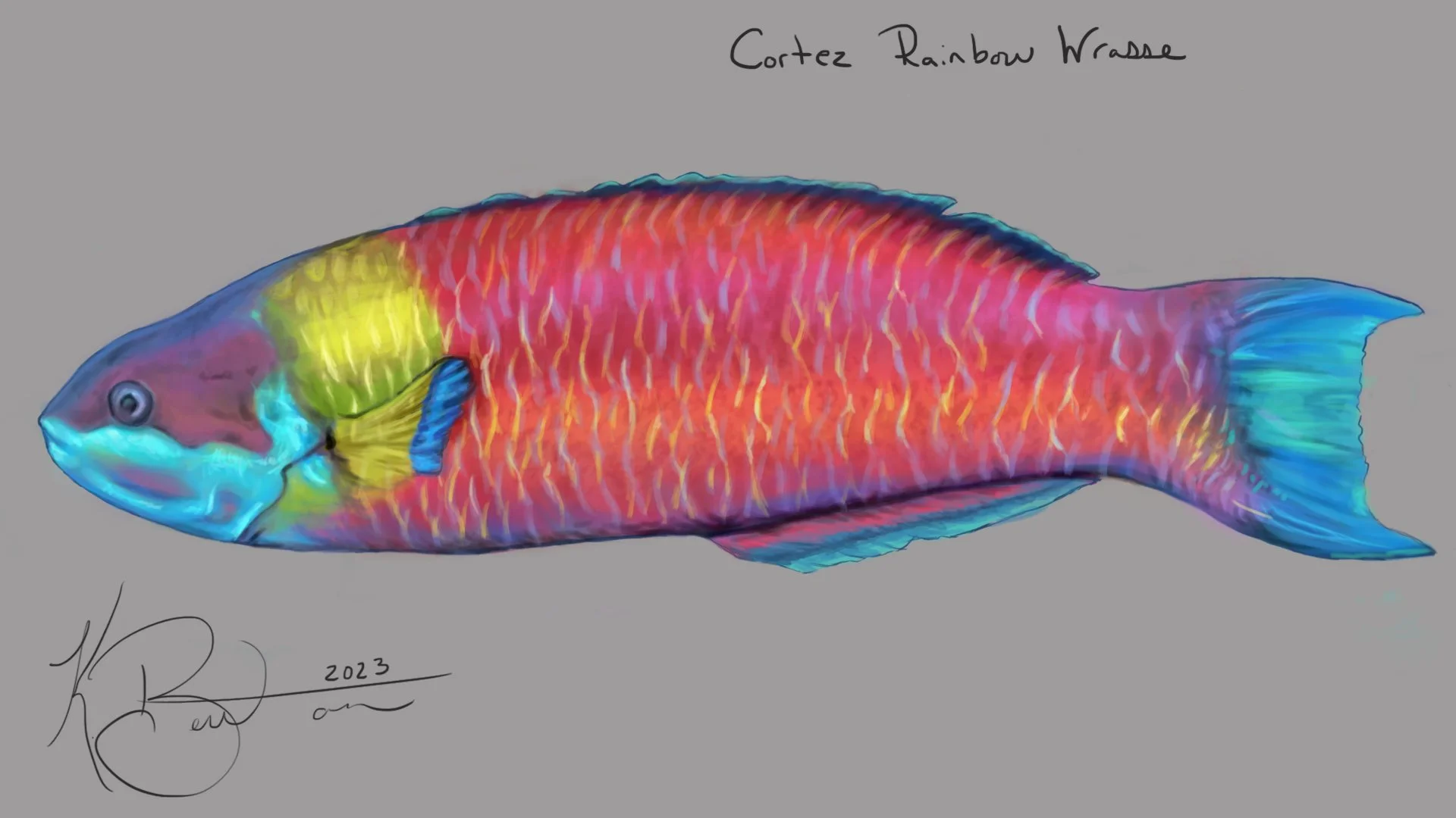 Cortez Rainbow Wrasse ID Art.jpg