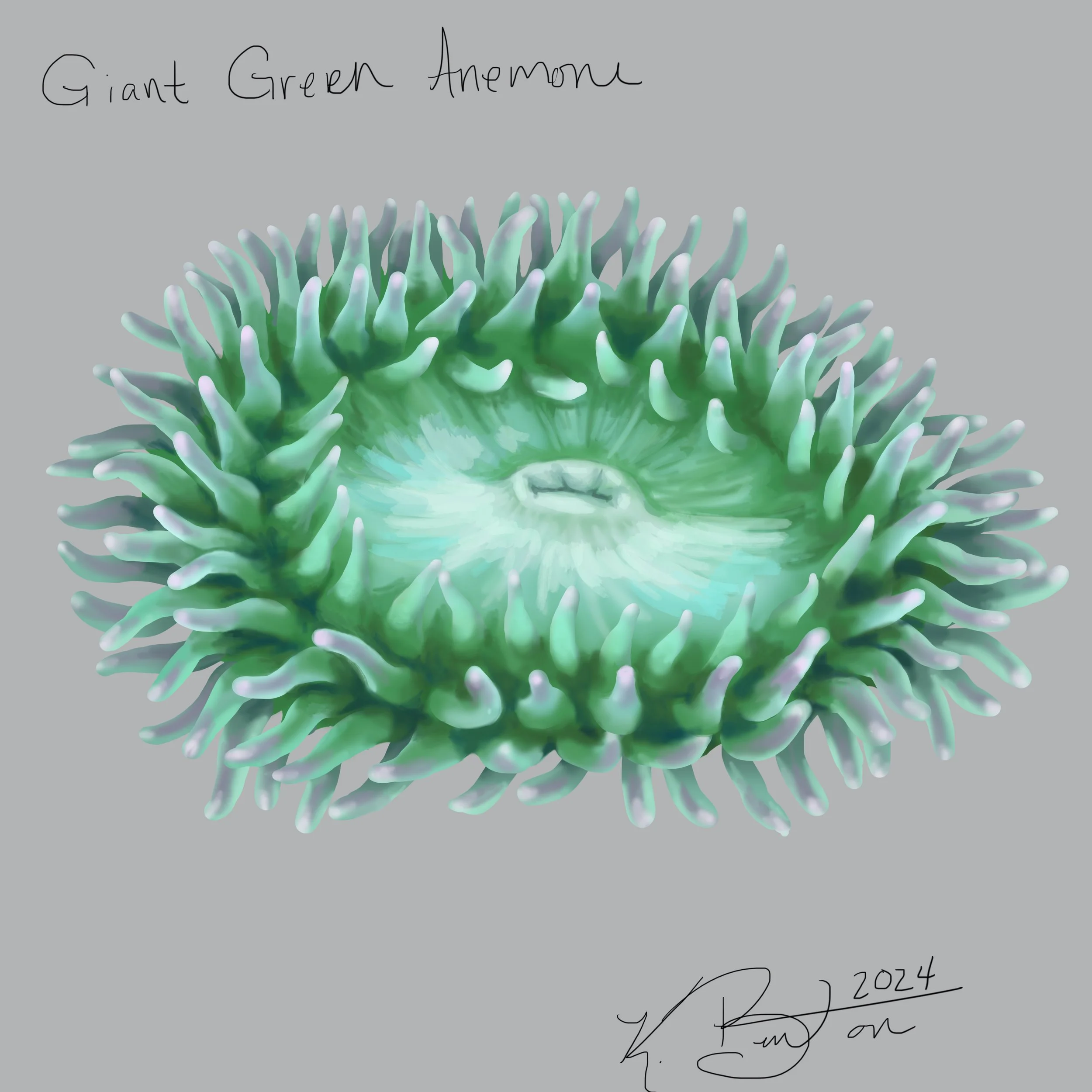 Giant Green Anemone ID Art.jpg