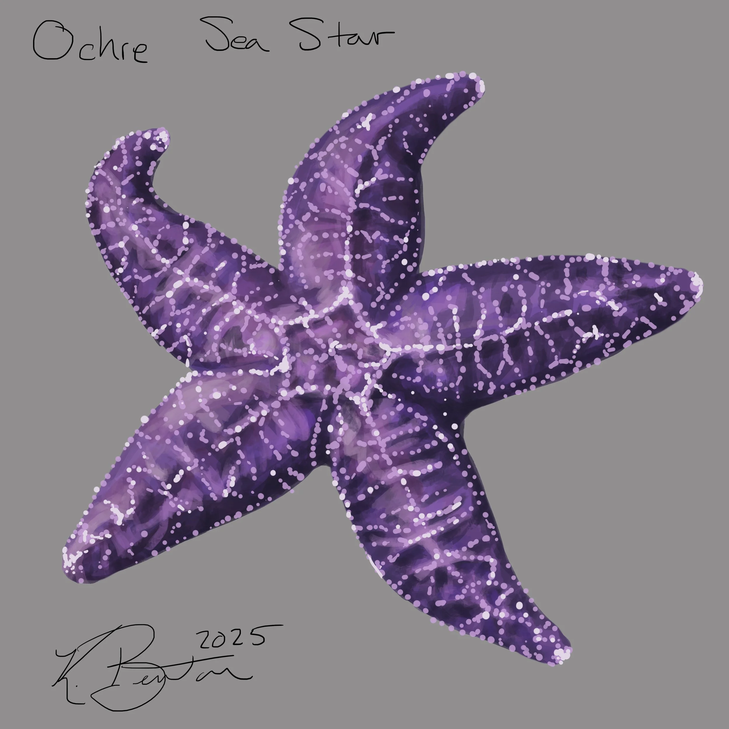 Ochre Sea Star ID Art.jpg