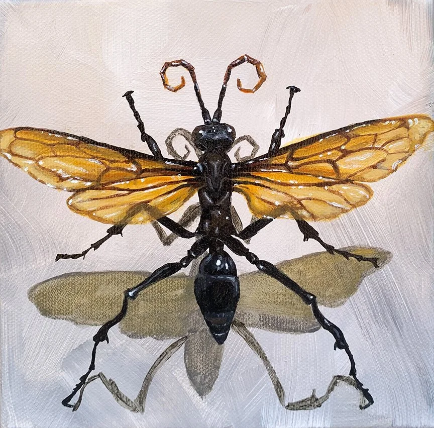 Pepsis Thisbe_sm.jpg