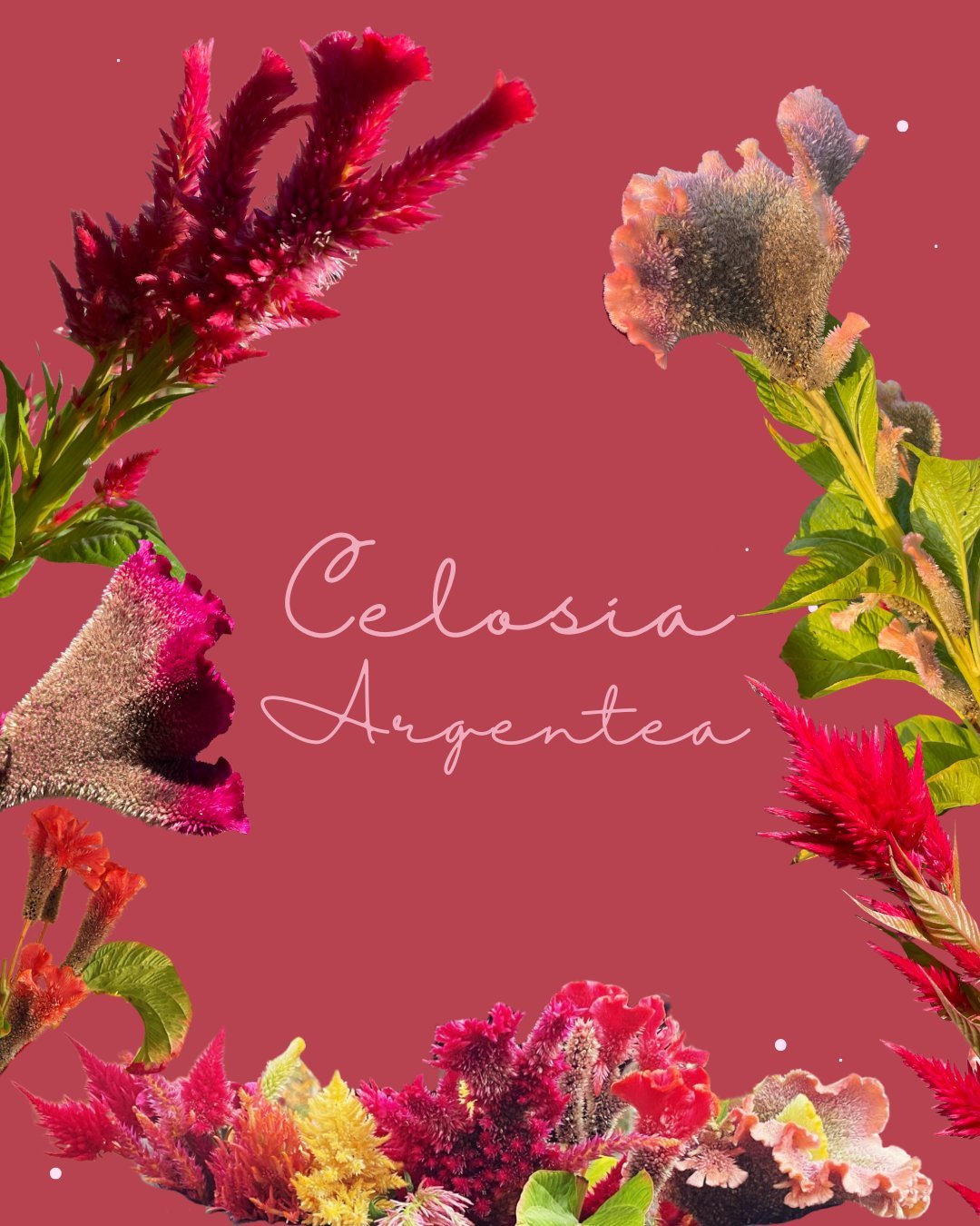 It's hard to believe we are at that time of year to start seeds indoors for spring gardens! Here is one of my favorite flowers to grow in my garden, Celosia (also known as woolflower or cockscomb). Here are some of highlights of why you should includ