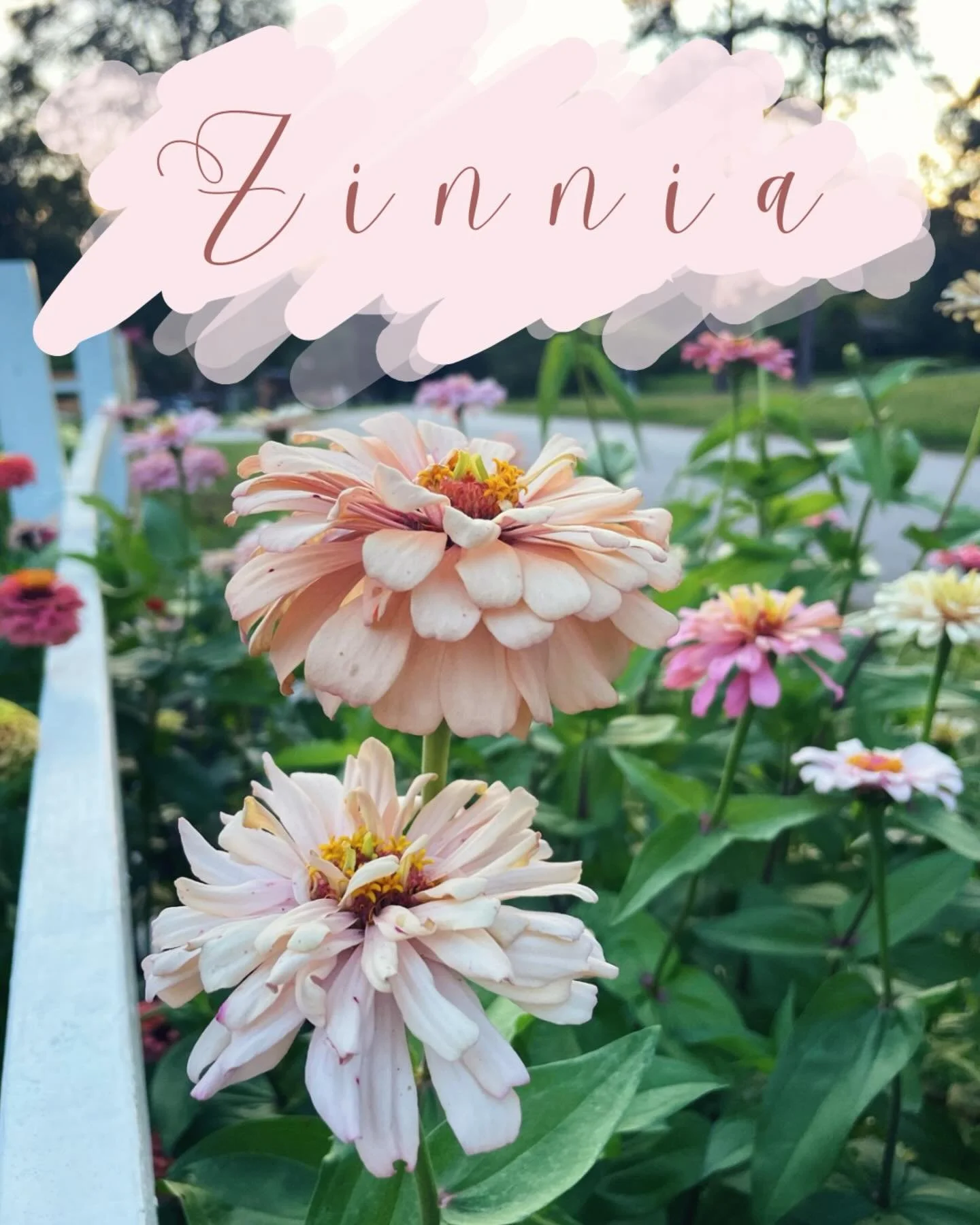 Zinnias are one of my favorite flowers to plant in the garden: 
🌼 easy to grow 
🌼 thrive on being pinched back/picked for bouquets (the stems just grow more) 
🌼 attract butterflies and bumblebees to visit your garden all summer long 

Visit my blo