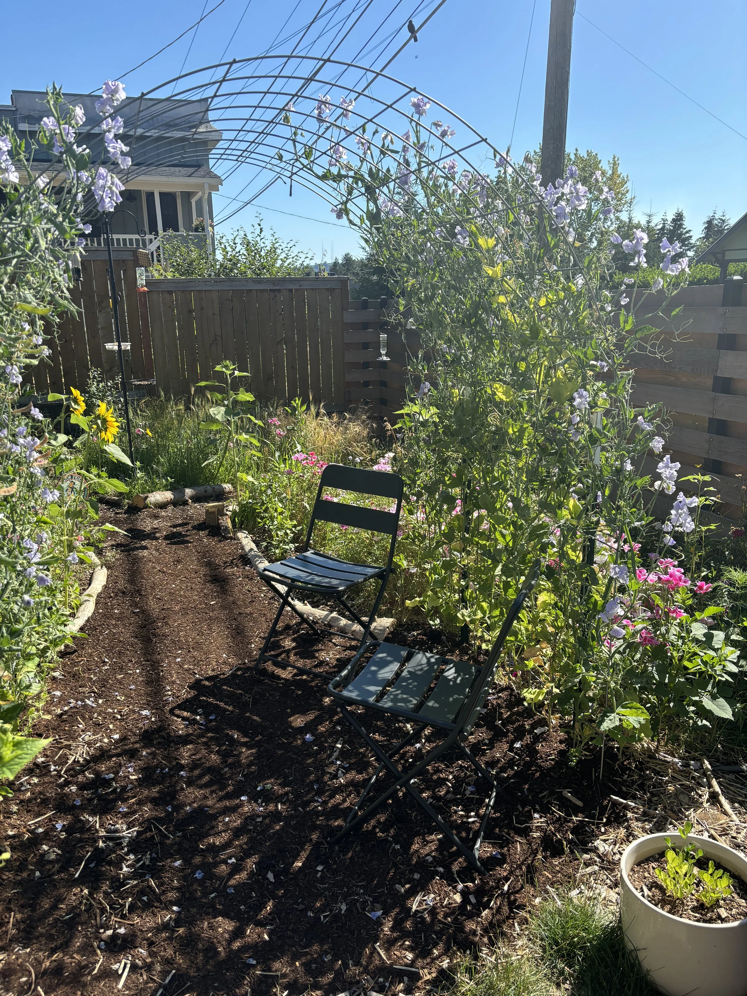 Two chairs set up under the cattle panel trellis to enjoy the shade from the sweet peas