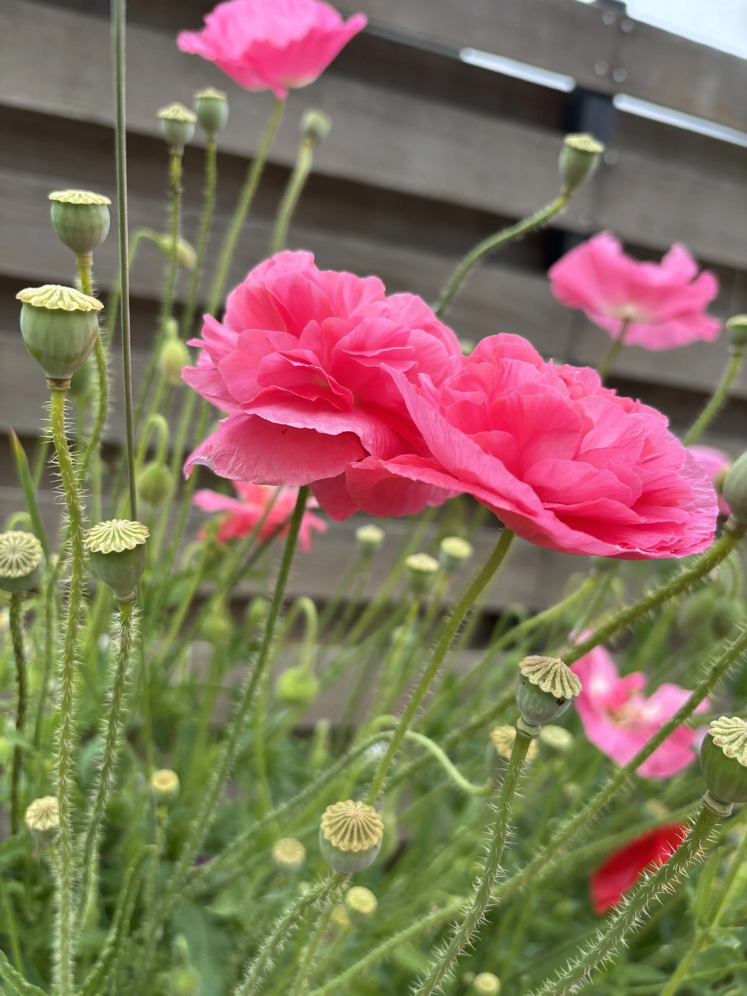 a closeup image of the ruffly petals of a pink poppy