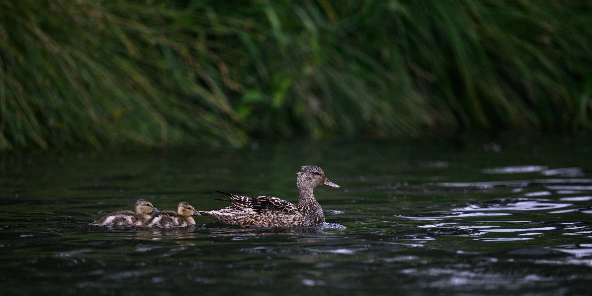 Mother Duck with two ducklings swimming in the water