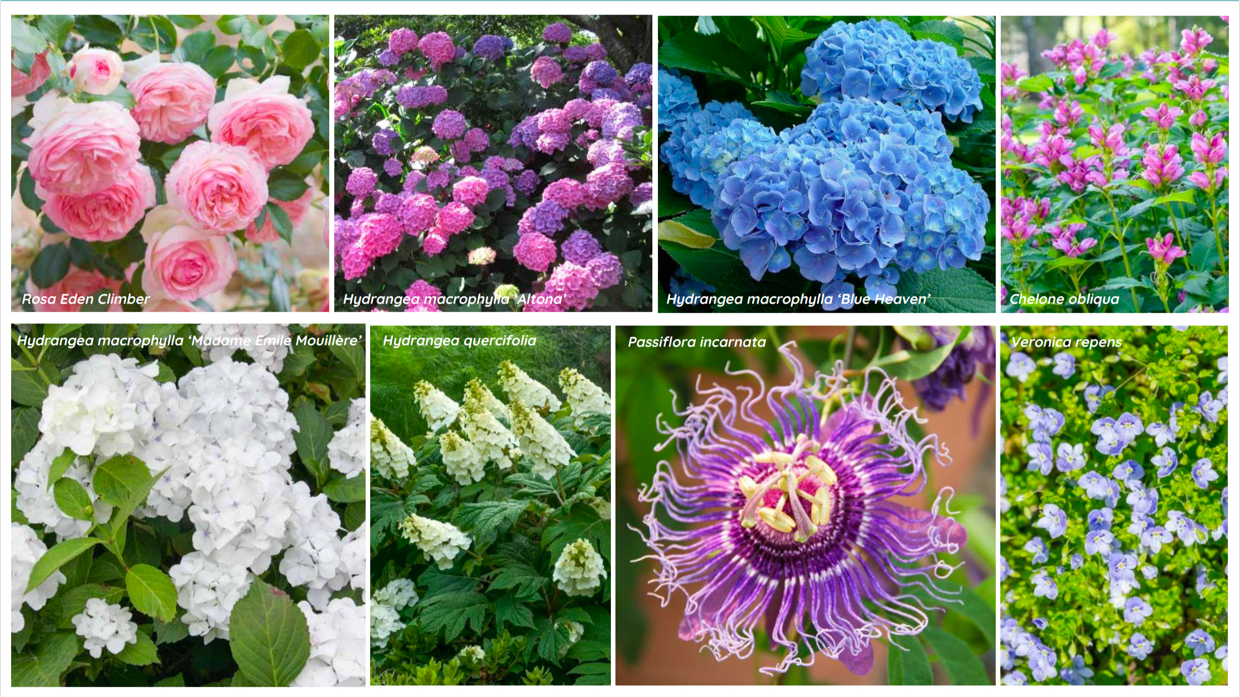 Plant Palette Example