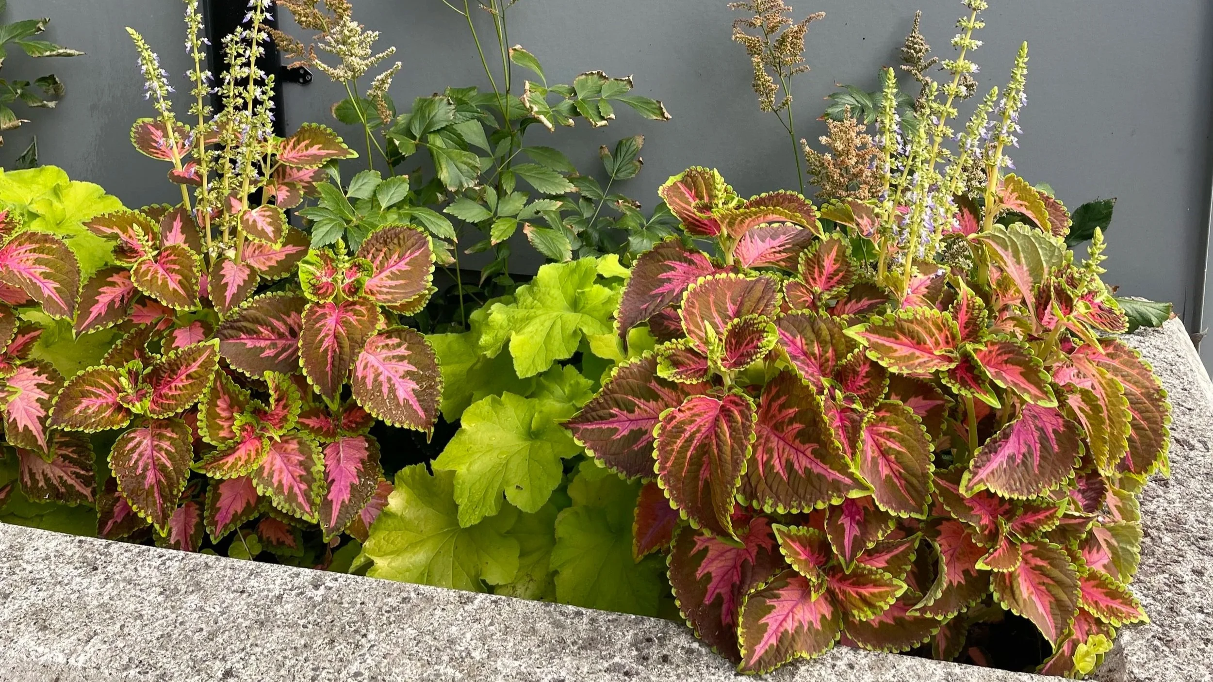 Established Stormwater Planter