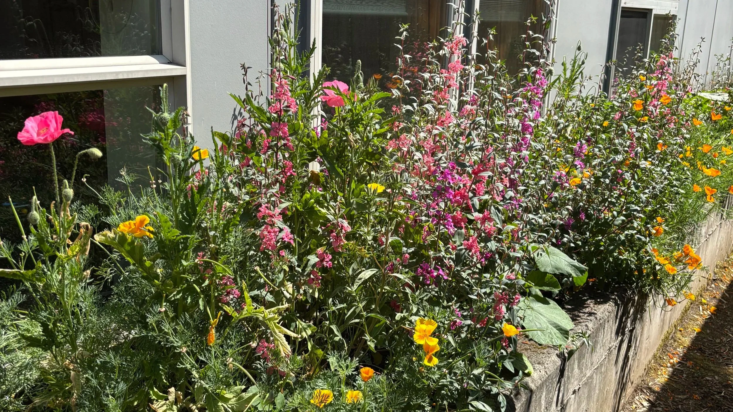 Side Yard Stormwater Planter with flowers