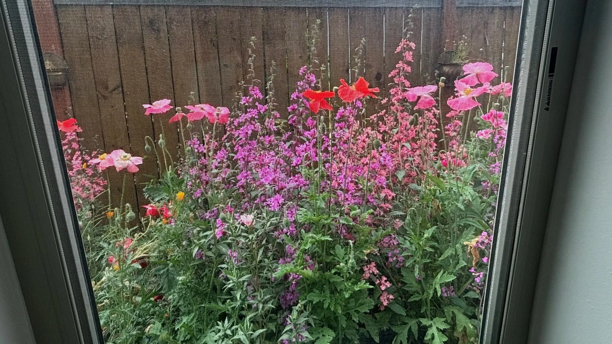 Side Yard Stormwater Planter view from inside