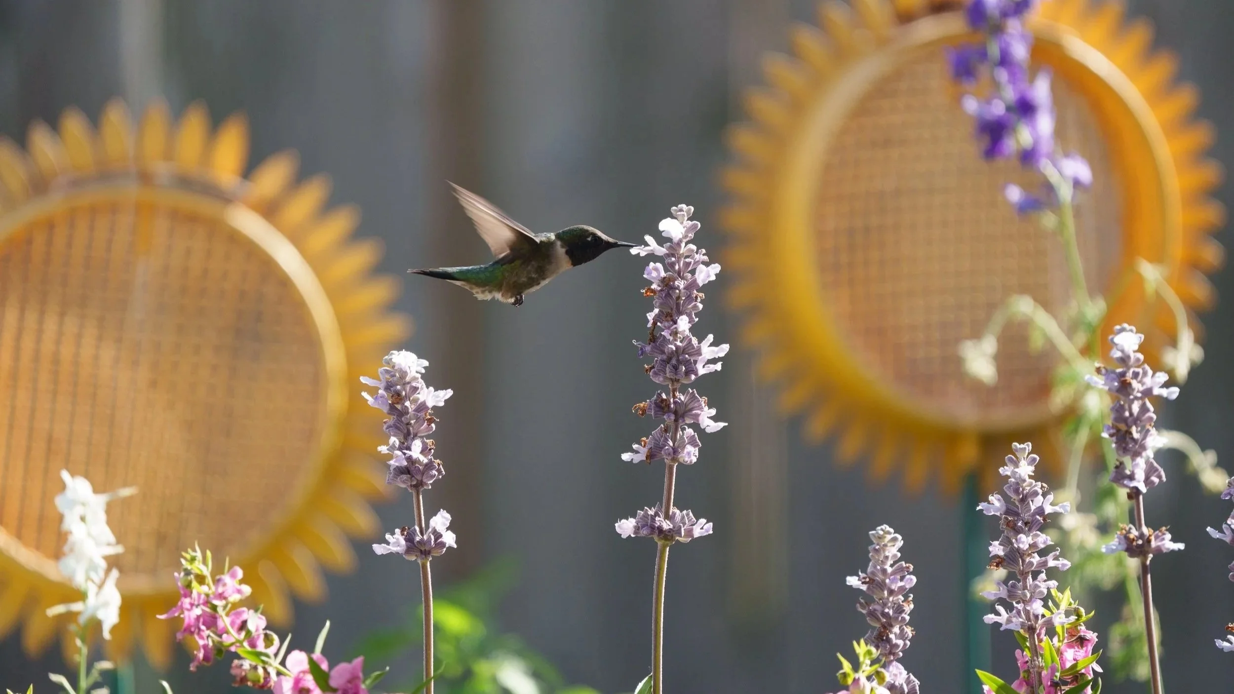 Lavender Hummingbird - Photo by Michael Lampron-York