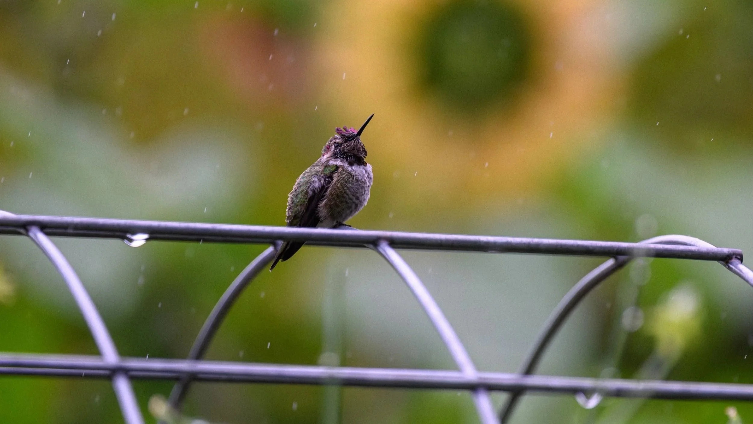 Hummingbird Trellis Shower - Photo by Michael Lampron-York