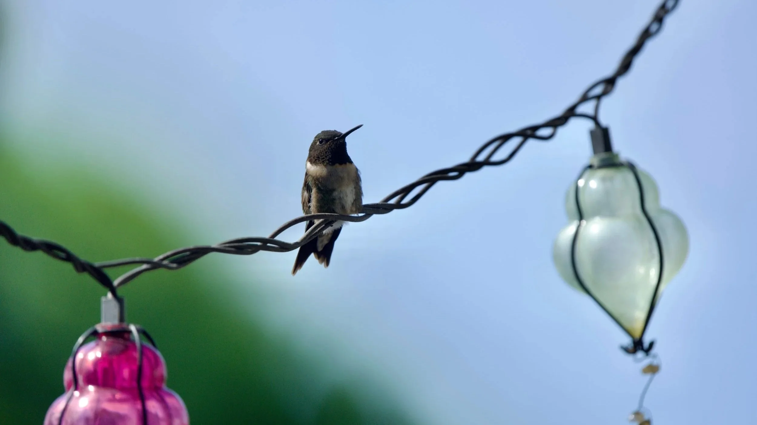 Hummingbird Swing - Photo by Michael Lampron-York