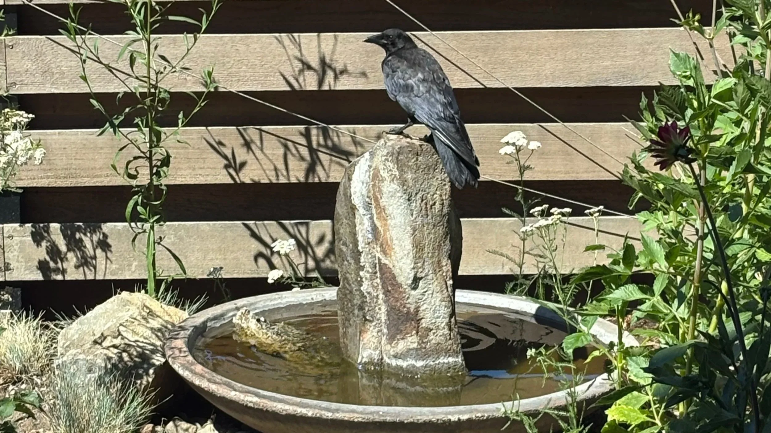Crow Bird Bath