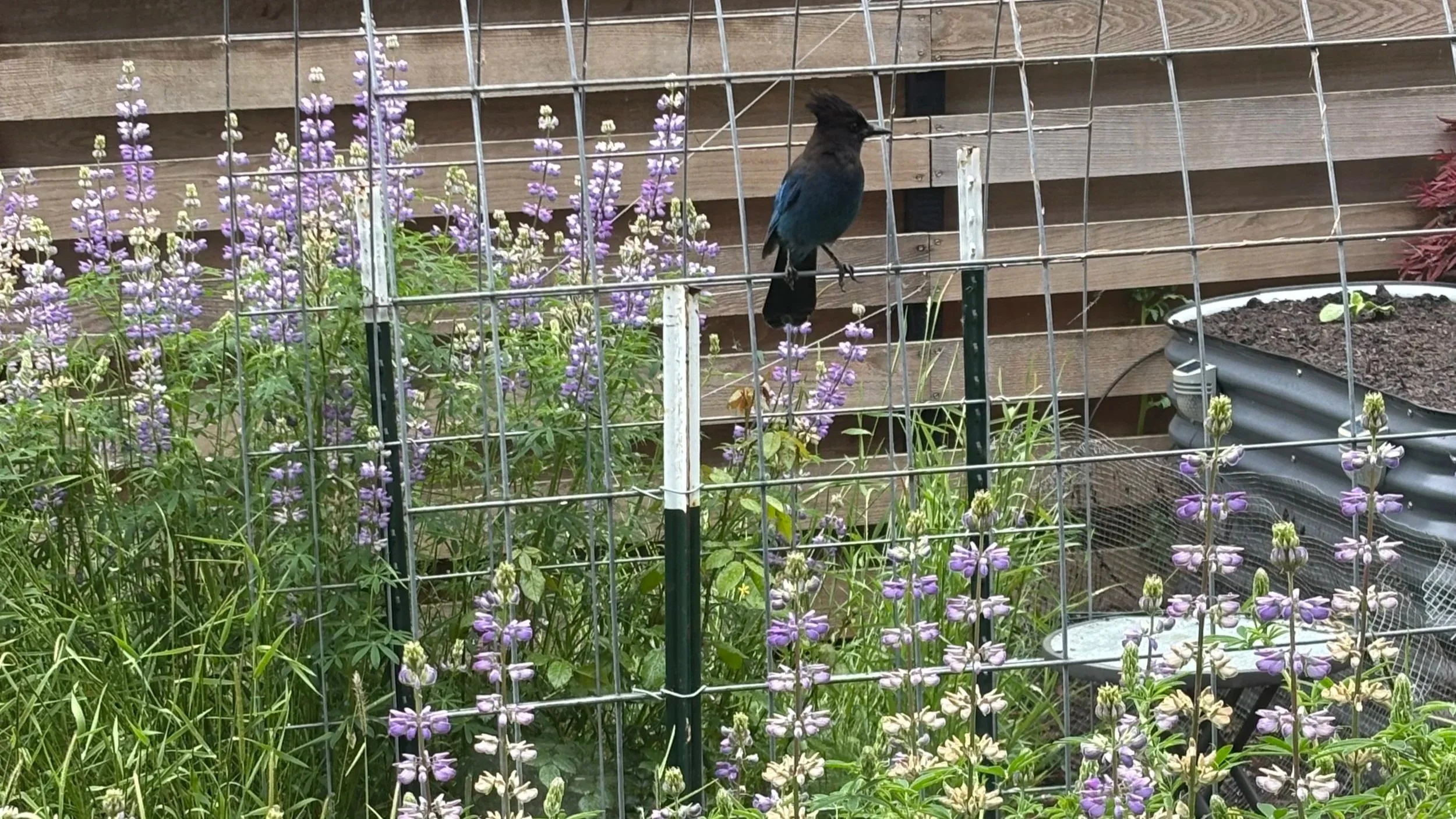 Steller's Jay in the Lupines