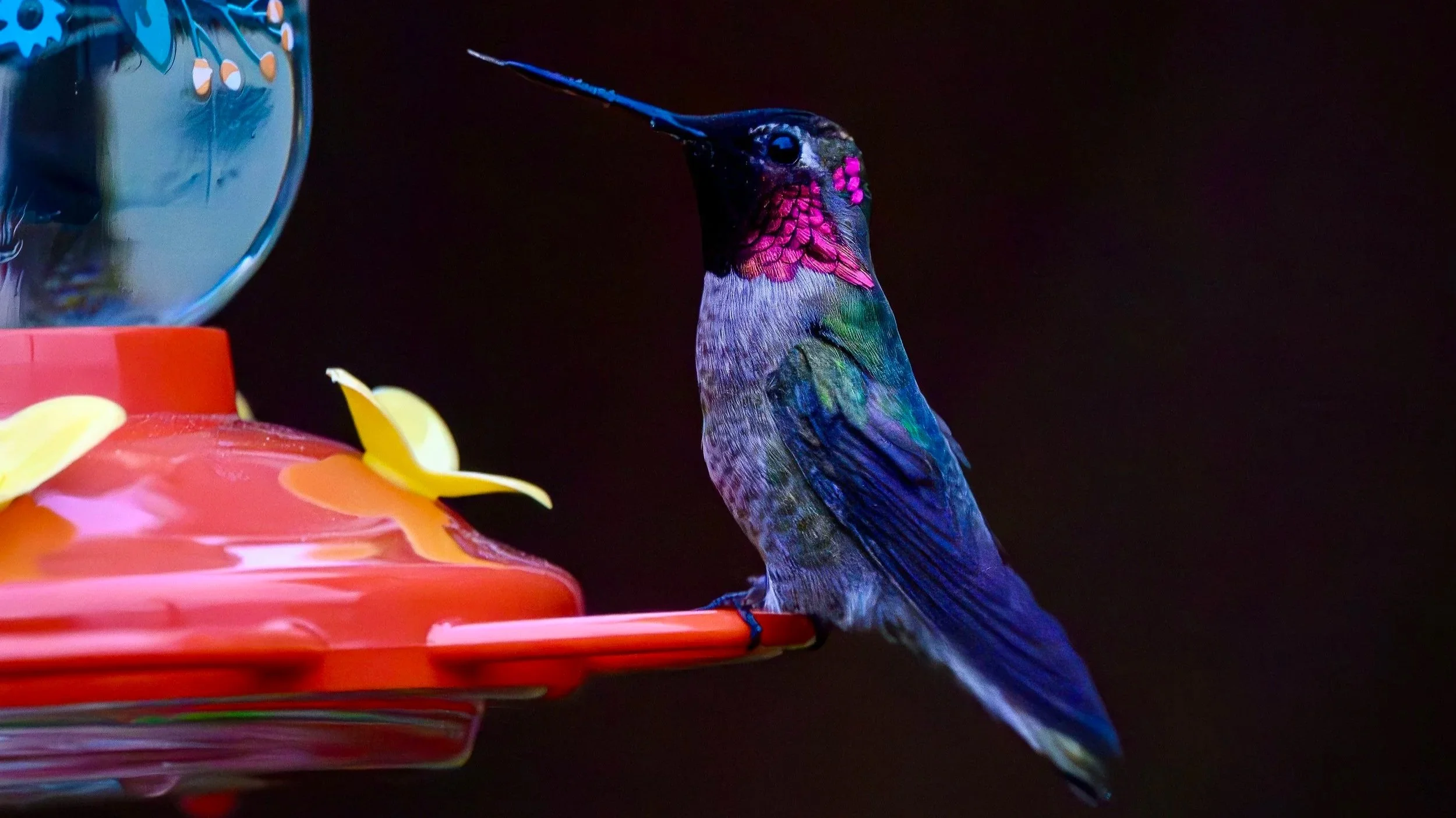 Tongue by Anna's Hummingbird - Photo by Michael Lampron-York