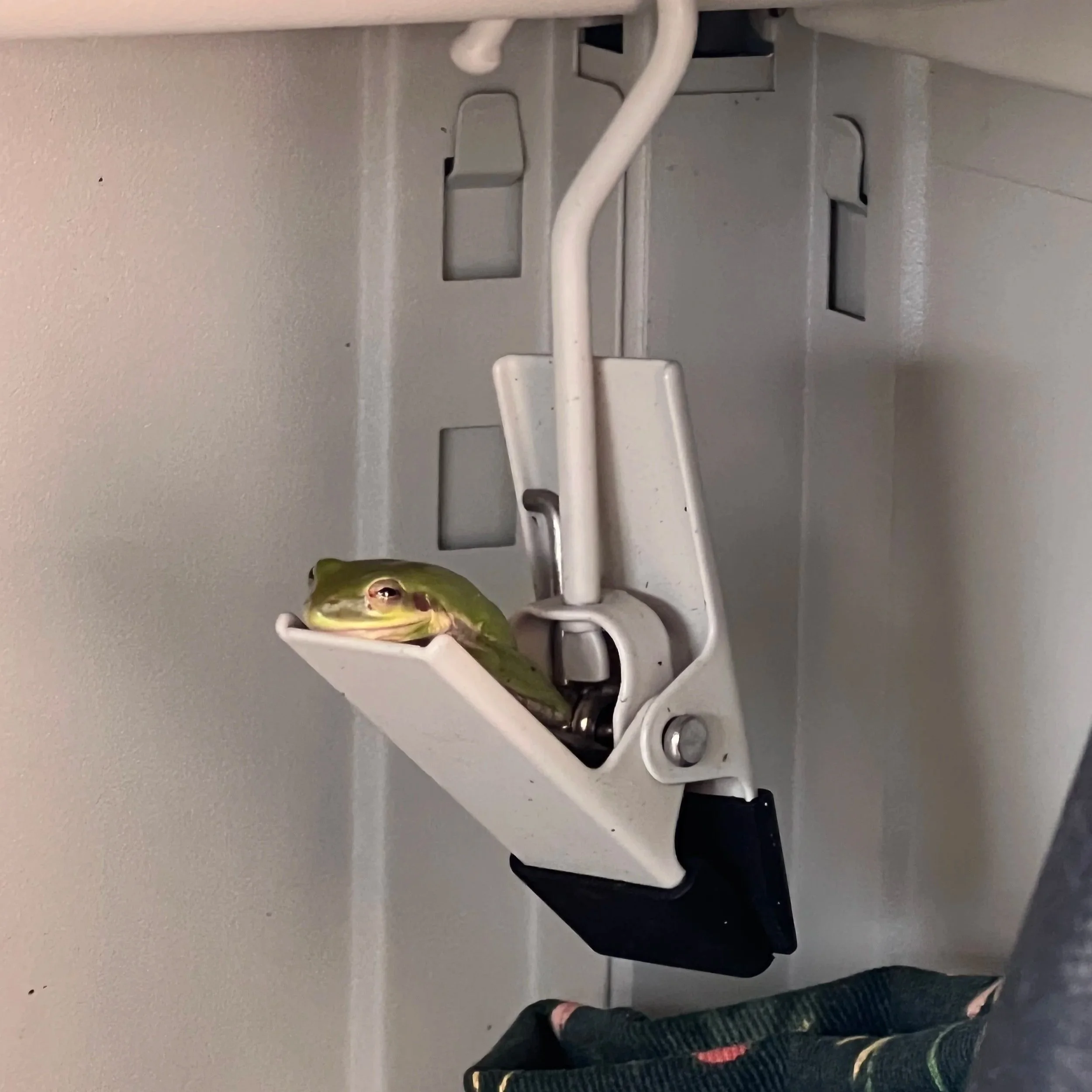 Frog Enjoying Gardening Cabinet Hammock