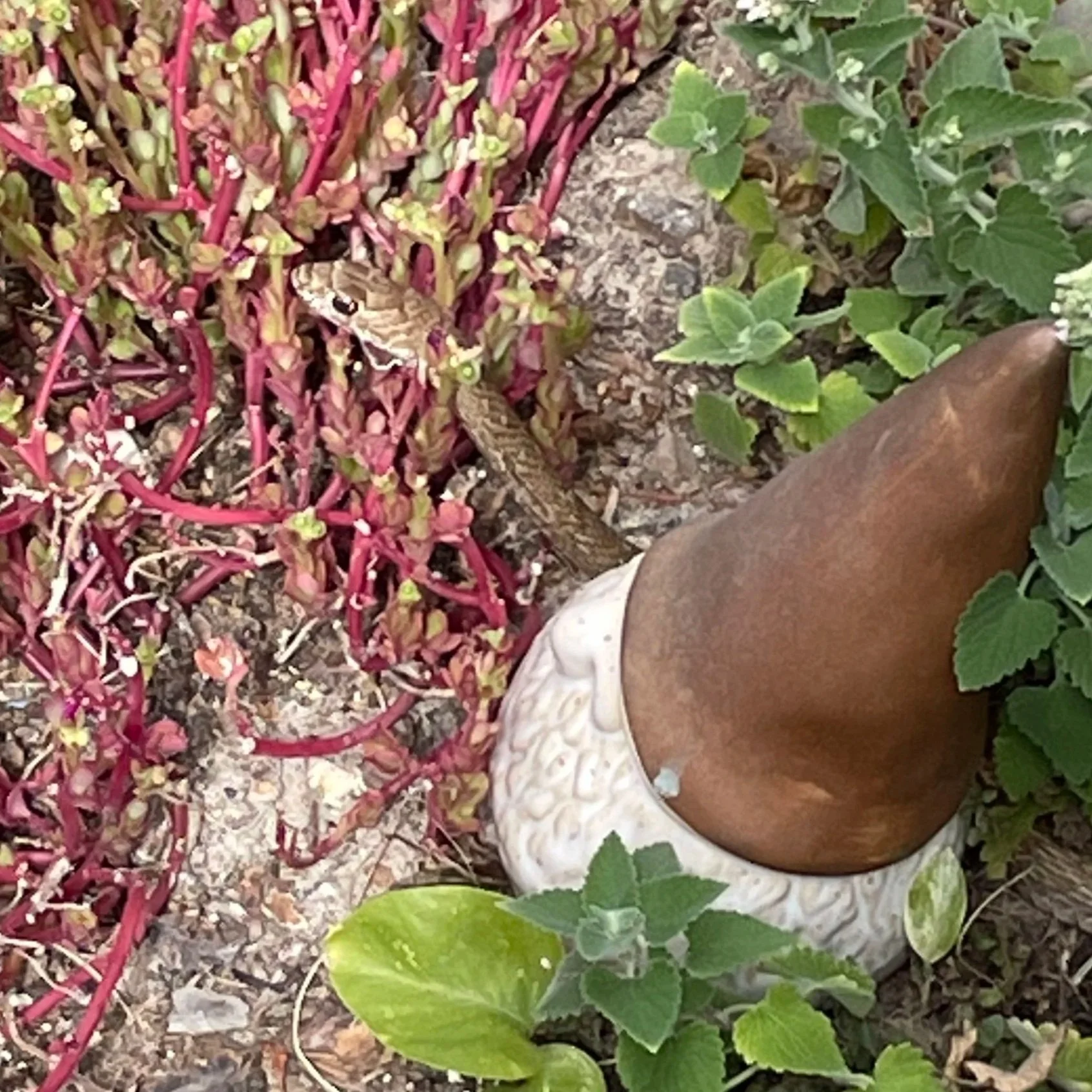 Non-venomous Coachwhip Hunting Slugs