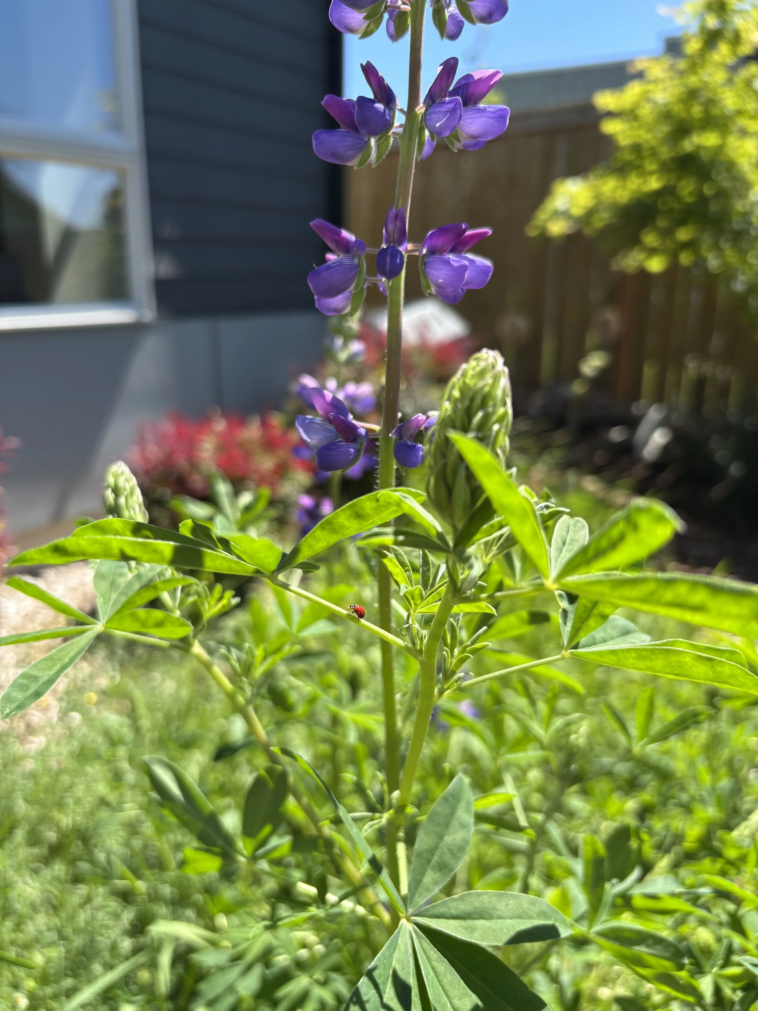Ladybug on Lupine