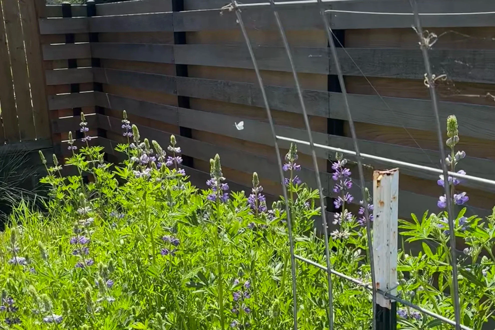 The Caterpillar Conundrum