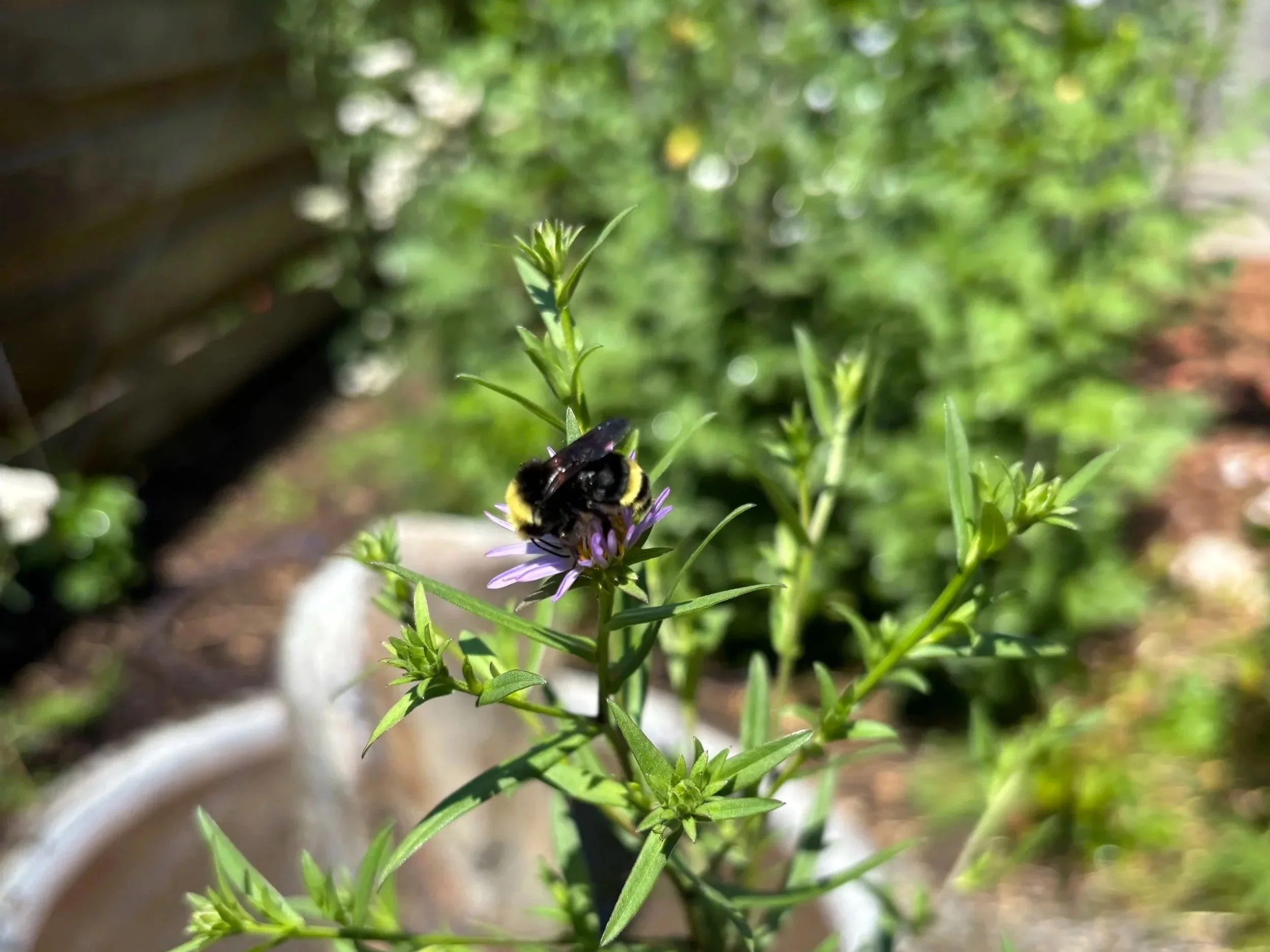 Going Green for St. Patrick’s Day