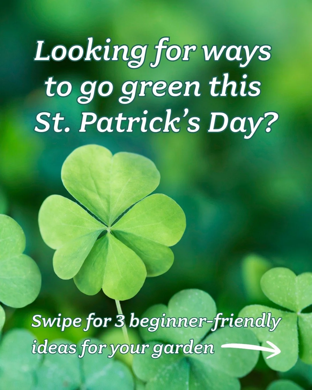 3 easy ways to go green in your garden 🍀 If you want to learn more, check out the link in my bio for the blog post!

🍀

🍀

🍀

🍀

🍀

#stpatricksday2026☘️🌈🎩 #PNWgardening #gardenadvice #Seattlegardening #nativeplants #kingcounty #gardenlabblog 
