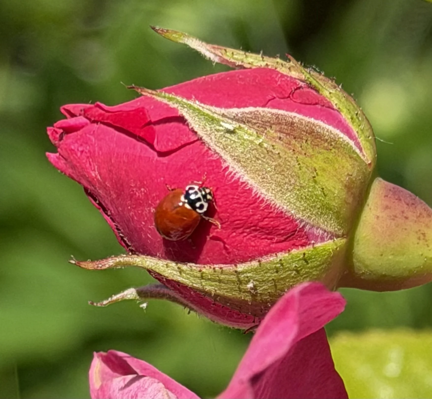 Predators on my Aphid Rose