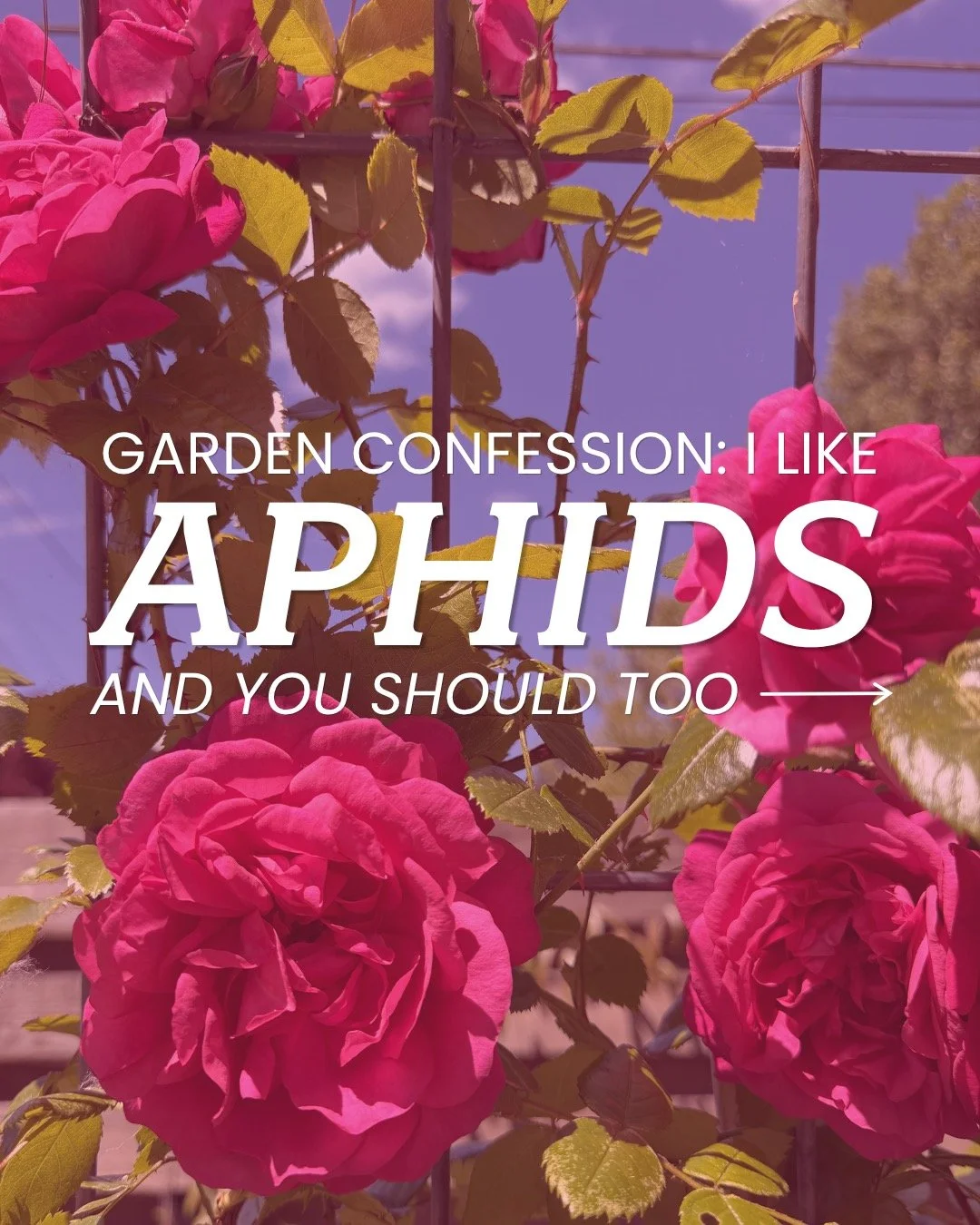I know this sounds wild but... I was so happy to see aphids on my climbing rose! 🌹

Want to do less work and just enjoy your garden? Click the link in bio to read my latest blog post and see why aphids might just be the perfect addition to your gard