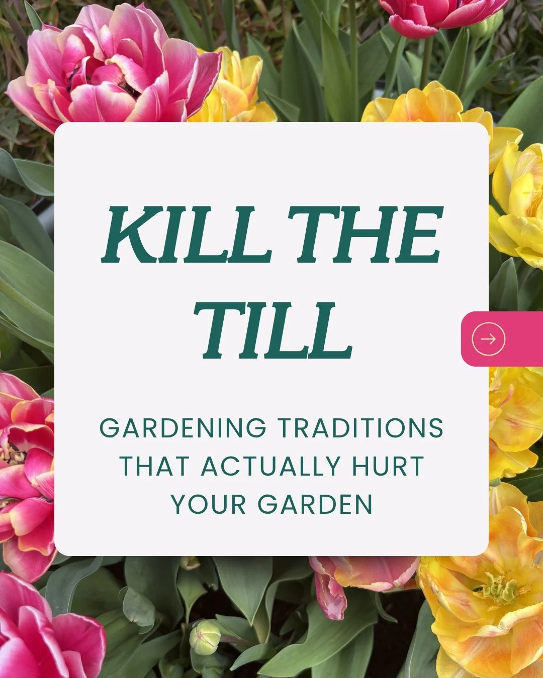 Want to stop another 1930s Dust Bowl Era? Put down your rototiller and read up on the soil microbiome 🌪

Clink the link in bio to read my latest blog post about this common gardening practice that actually hurt your garden!