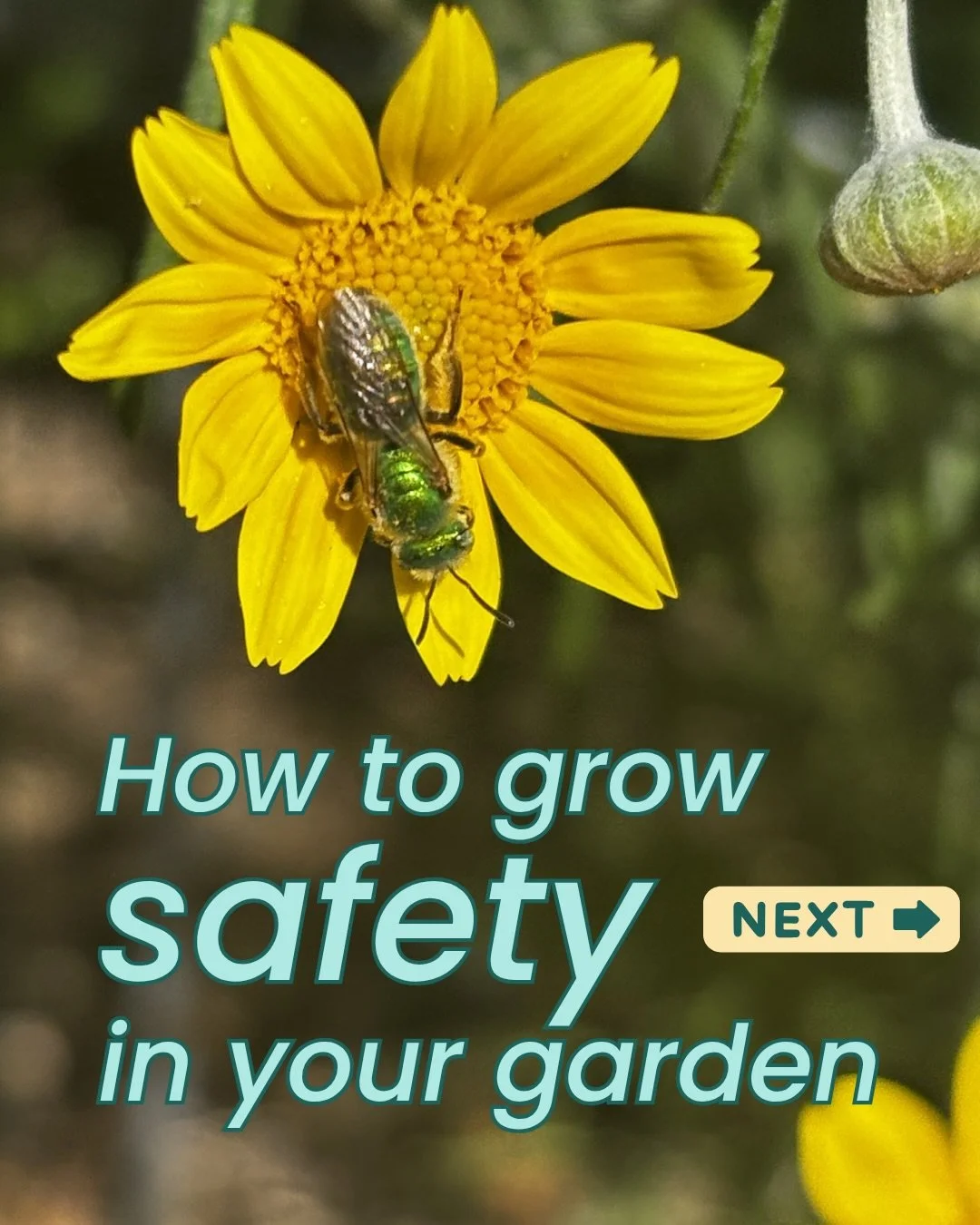 If you want more tips, check out my latest blog post! Link&rsquo;s in the caption. Stay safe in your garden 🪴